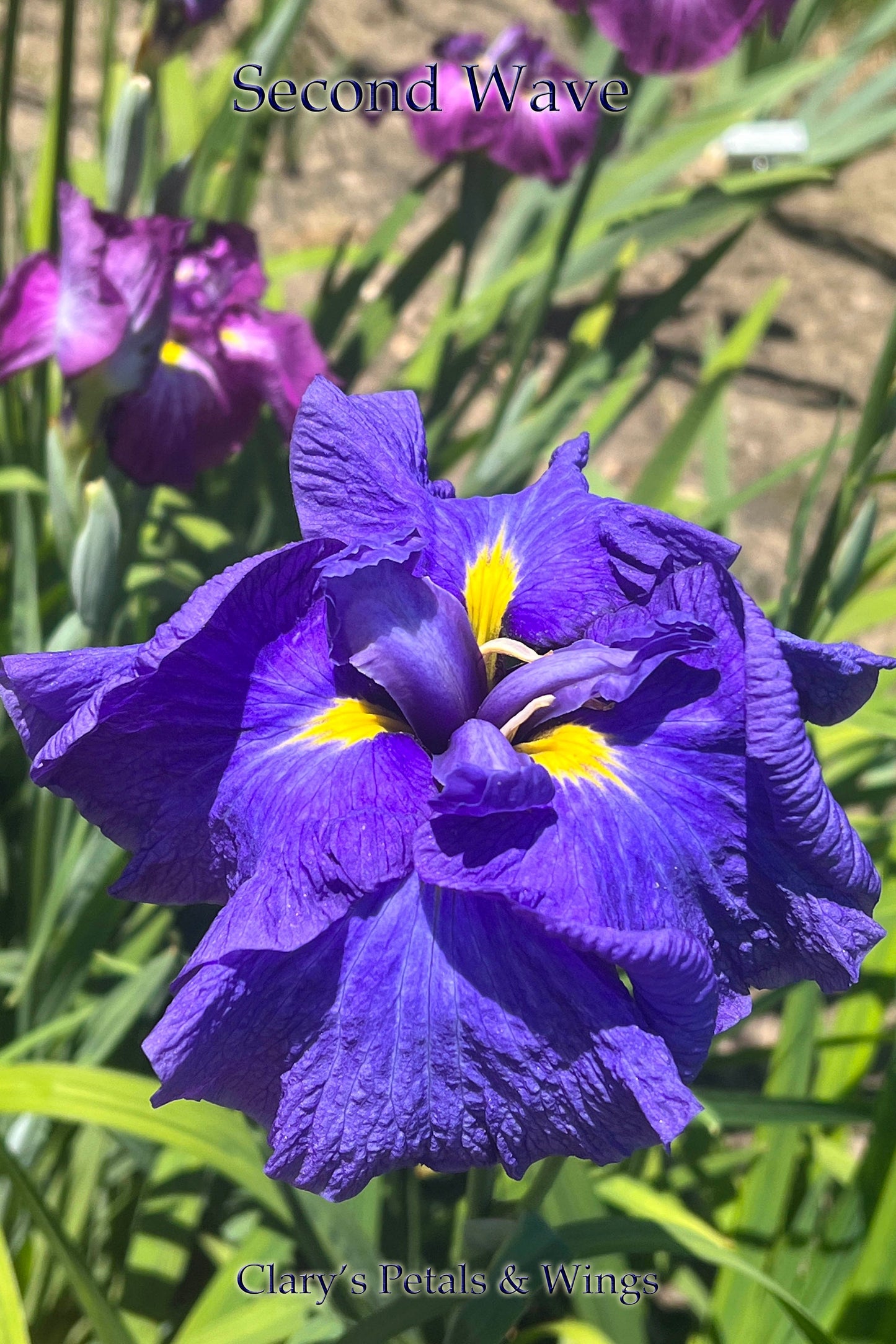 SECOND WAVE - Ensata - Japanese Iris - Award Winner