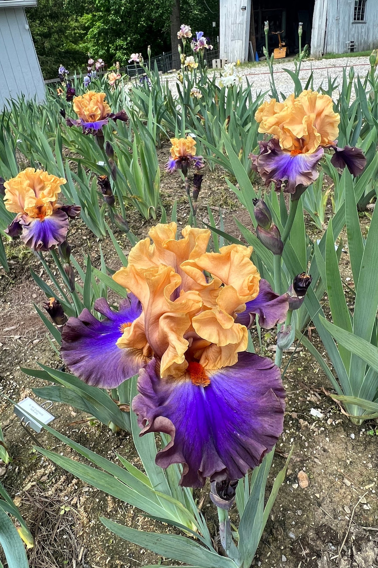 TRUE COLORS - 2020 - TB