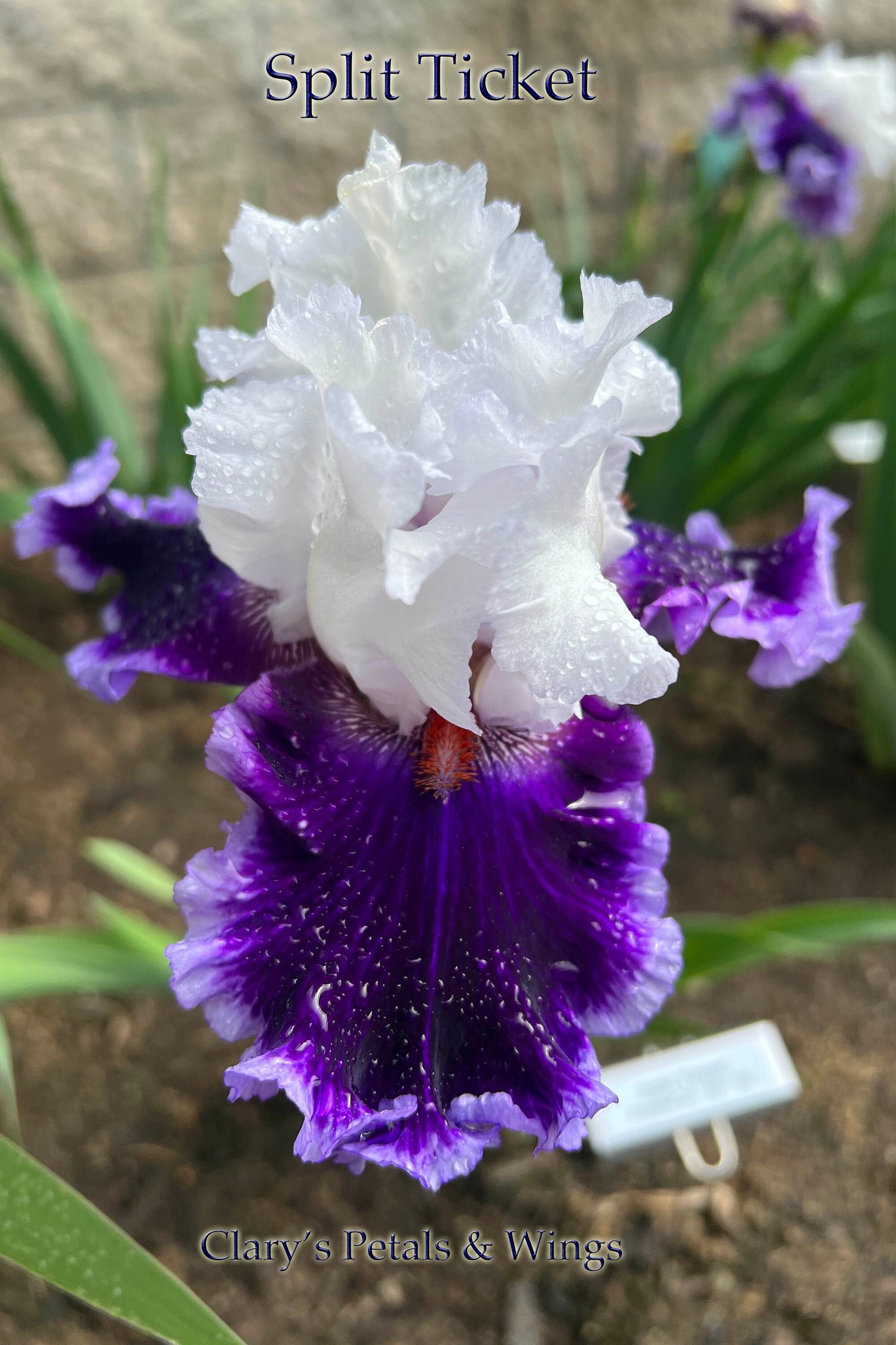 SPLIT TICKET - 2021 - TB - Fragrant