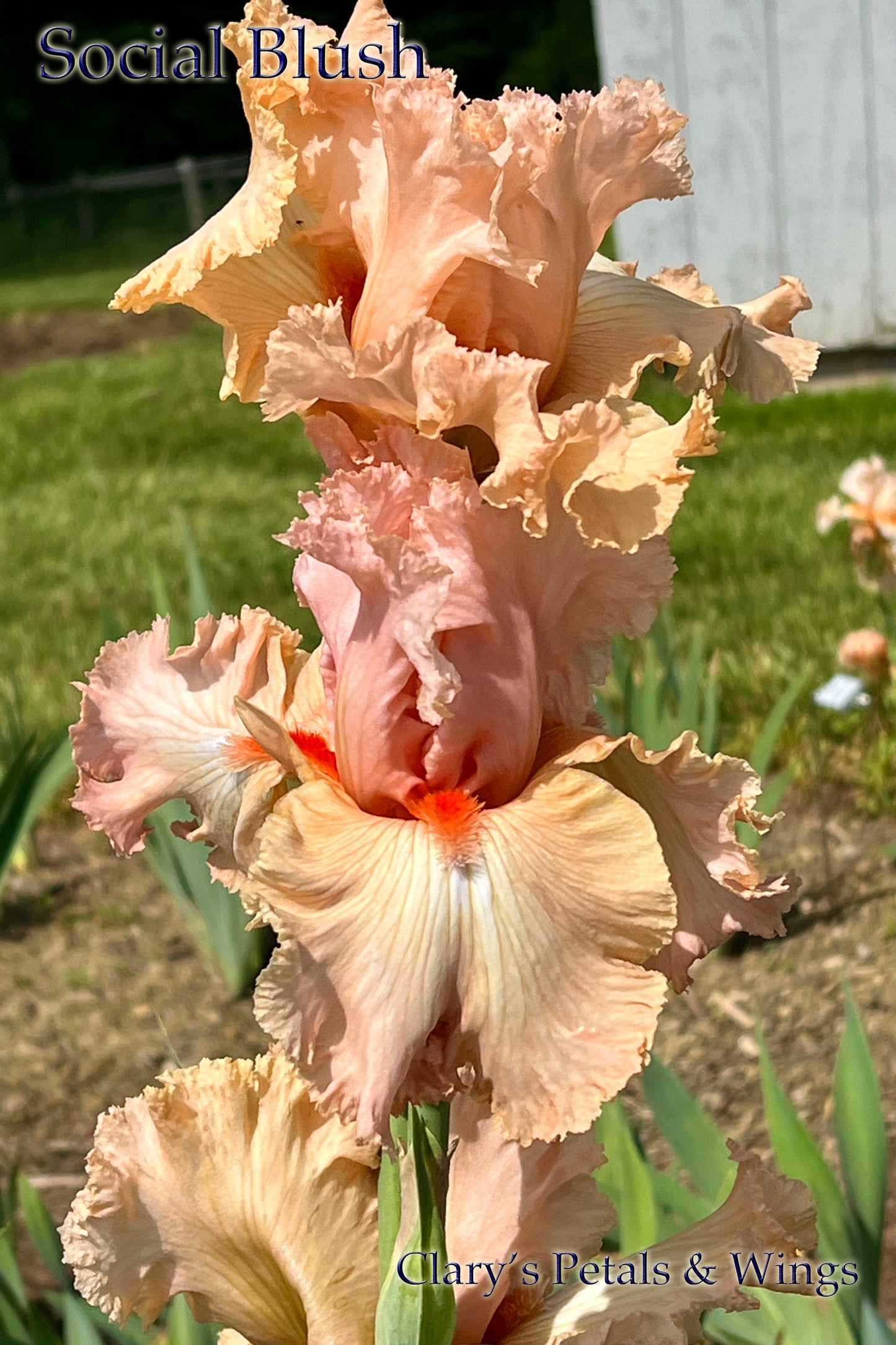 SOCIAL BLUSH - 2008 - TB - Reblooming & Fragrant