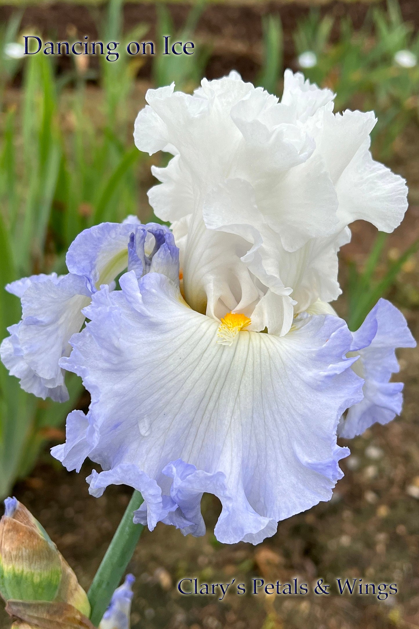 DANCING ON ICE - 2019 - TB