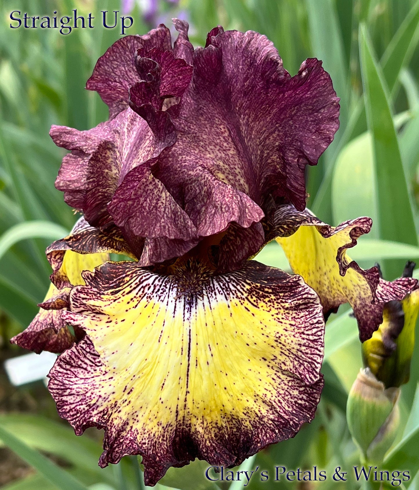 STRAIGHT UP - 2005- TB - Reblooming & Fragrant