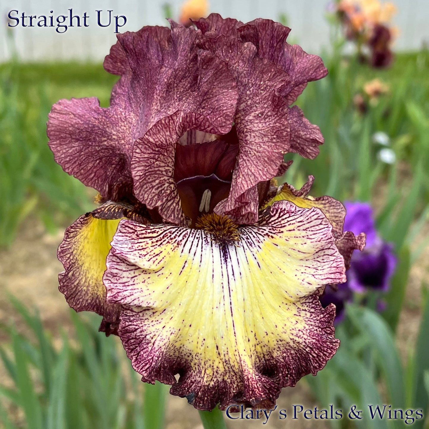 STRAIGHT UP - 2005- TB - Reblooming & Fragrant