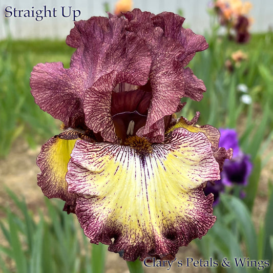 STRAIGHT UP - 2005- TB - Reblooming & Fragrant