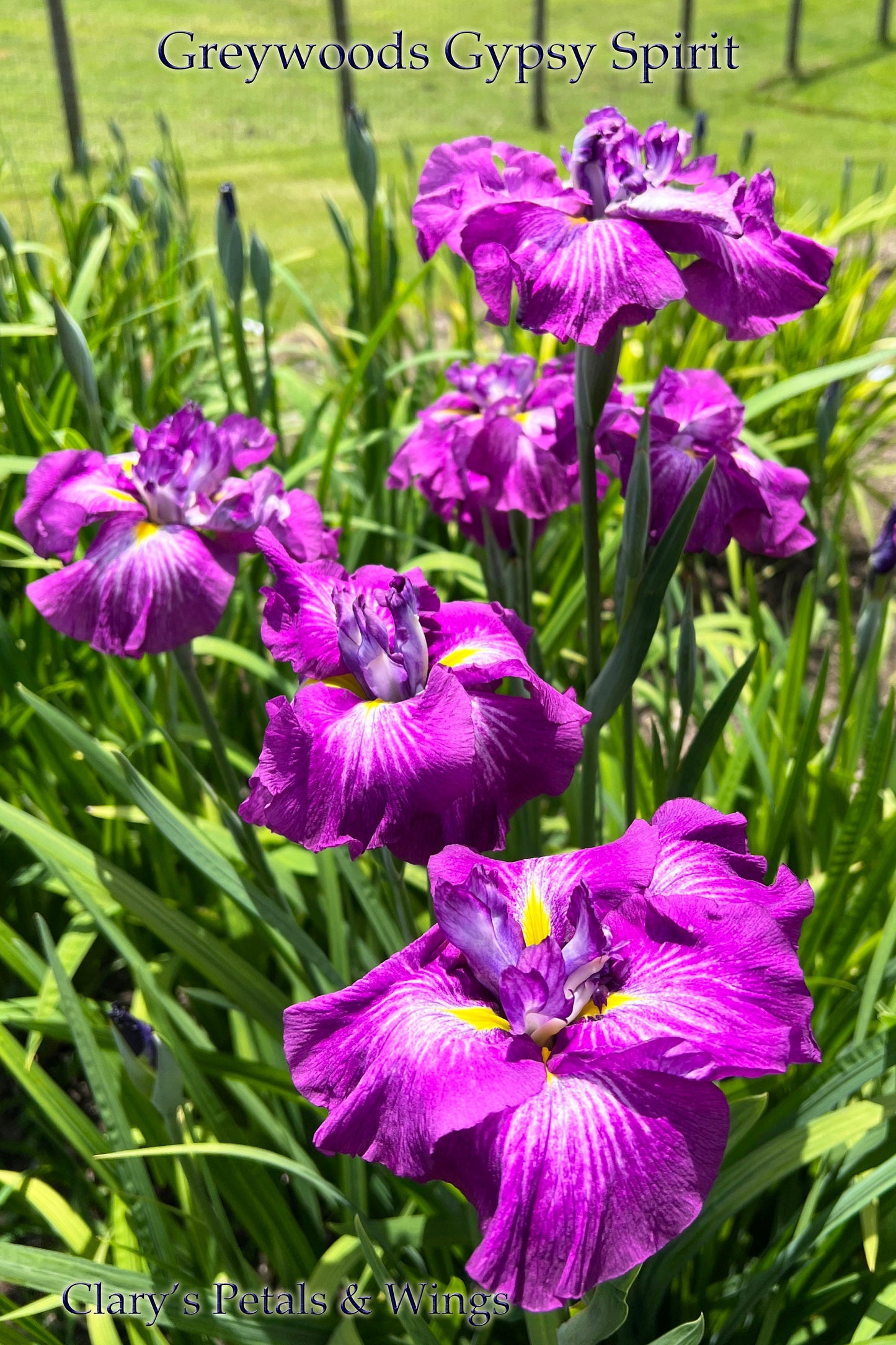 GREYWOODS GYPSY SPIRIT - Ensata - Japanese Iris