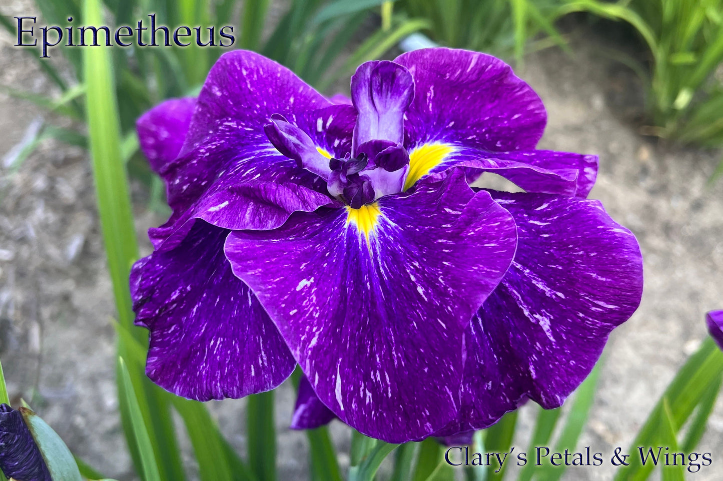 EPIMETHEUS - Ensata - Japanese Iris - Award Winner!
