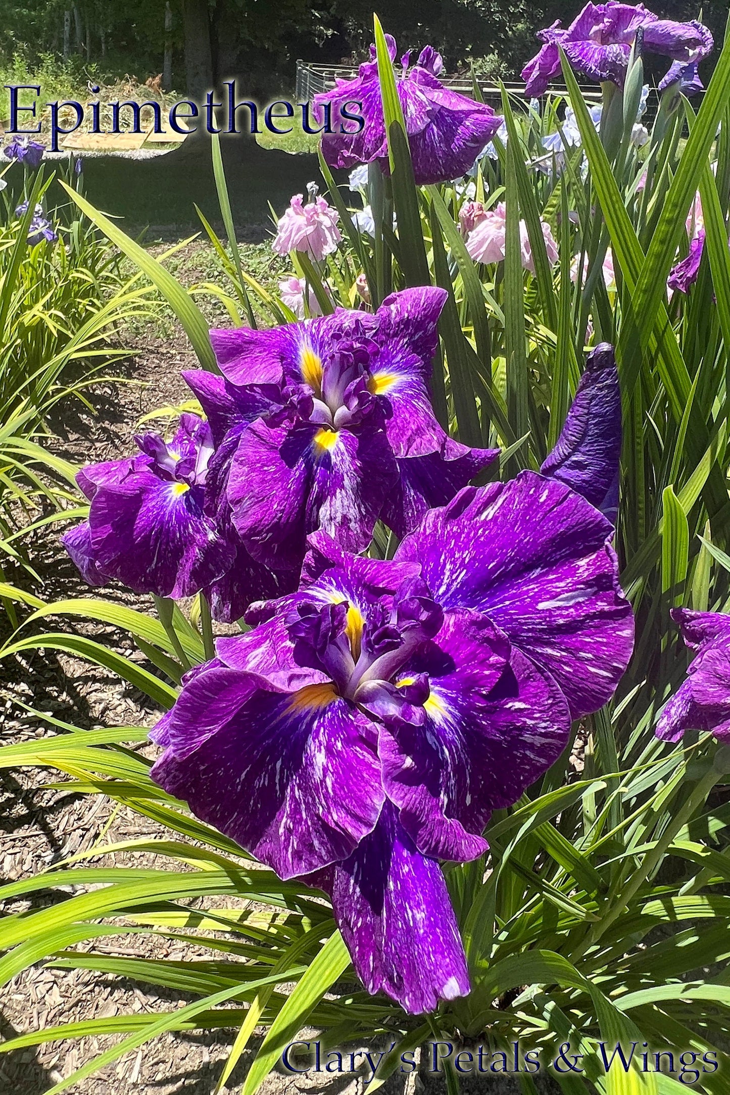EPIMETHEUS - Ensata - Japanese Iris - Award Winner!