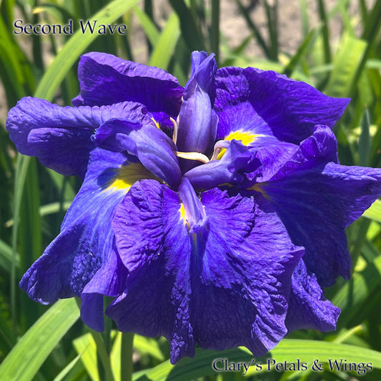 SECOND WAVE - Ensata - Japanese Iris - Award Winner