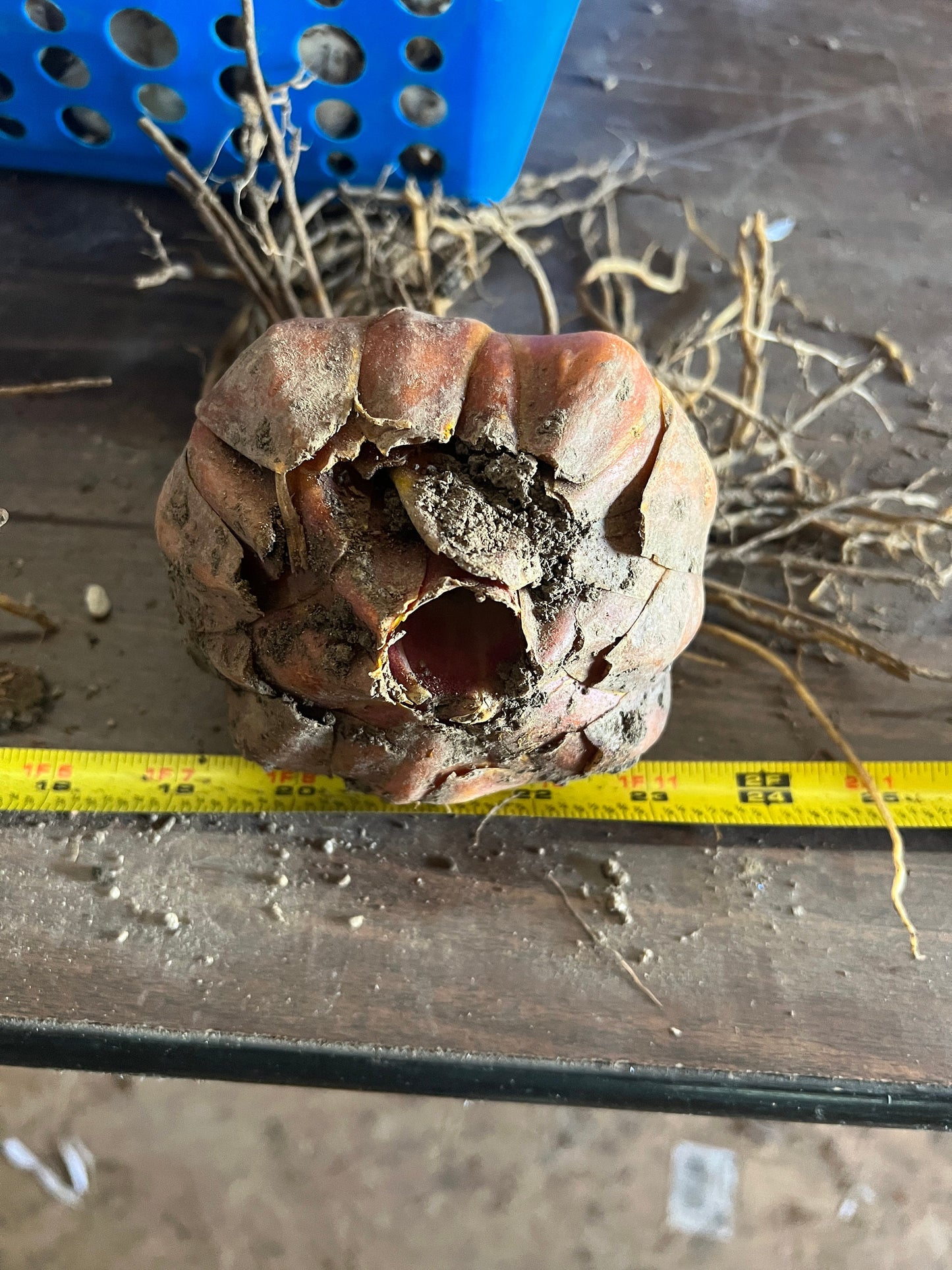 Scheherazade - Orienpet Hybrid lilium- one huge bulb