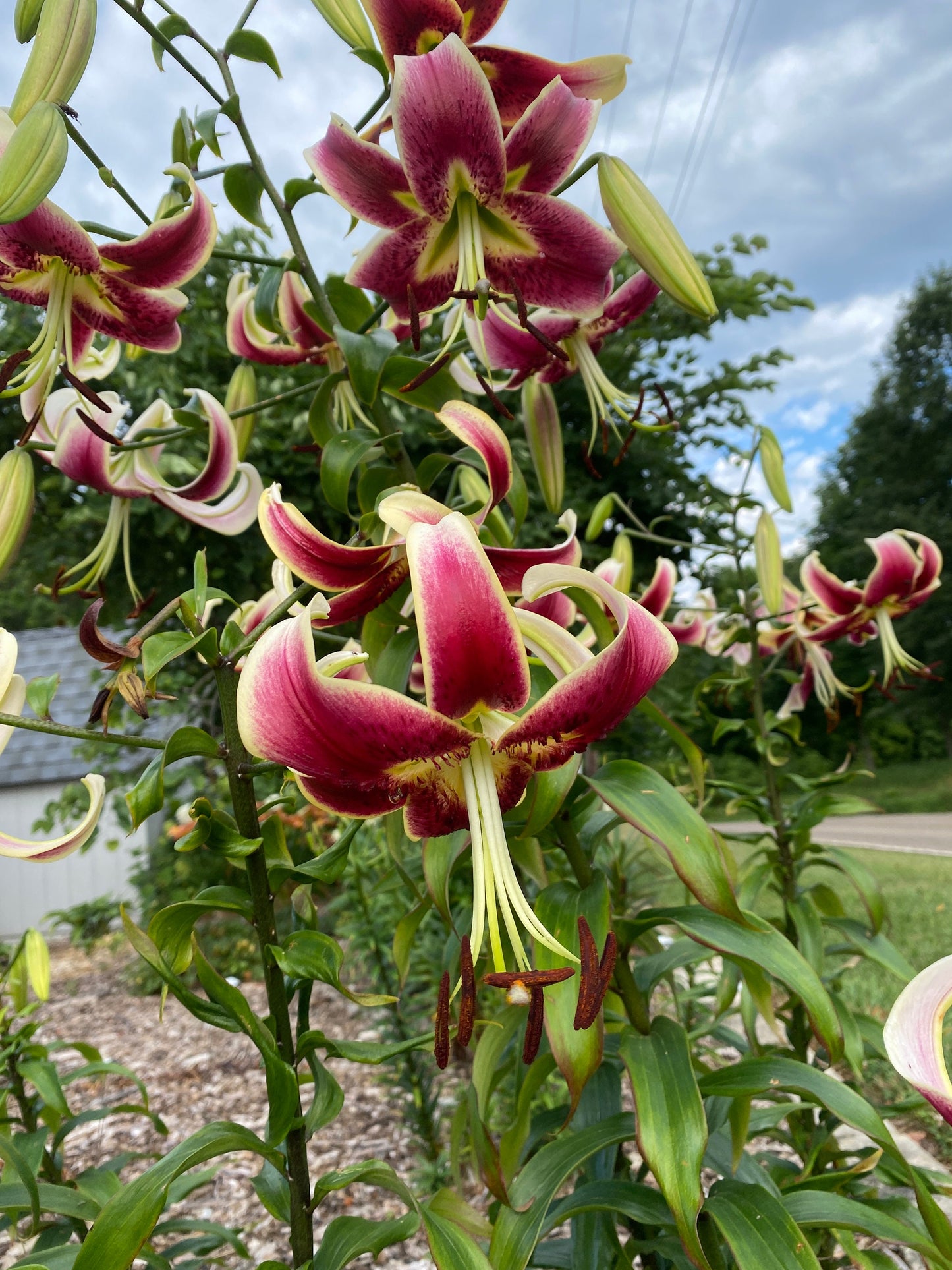 Scheherazade - Orienpet Hybrid lilium- one huge bulb