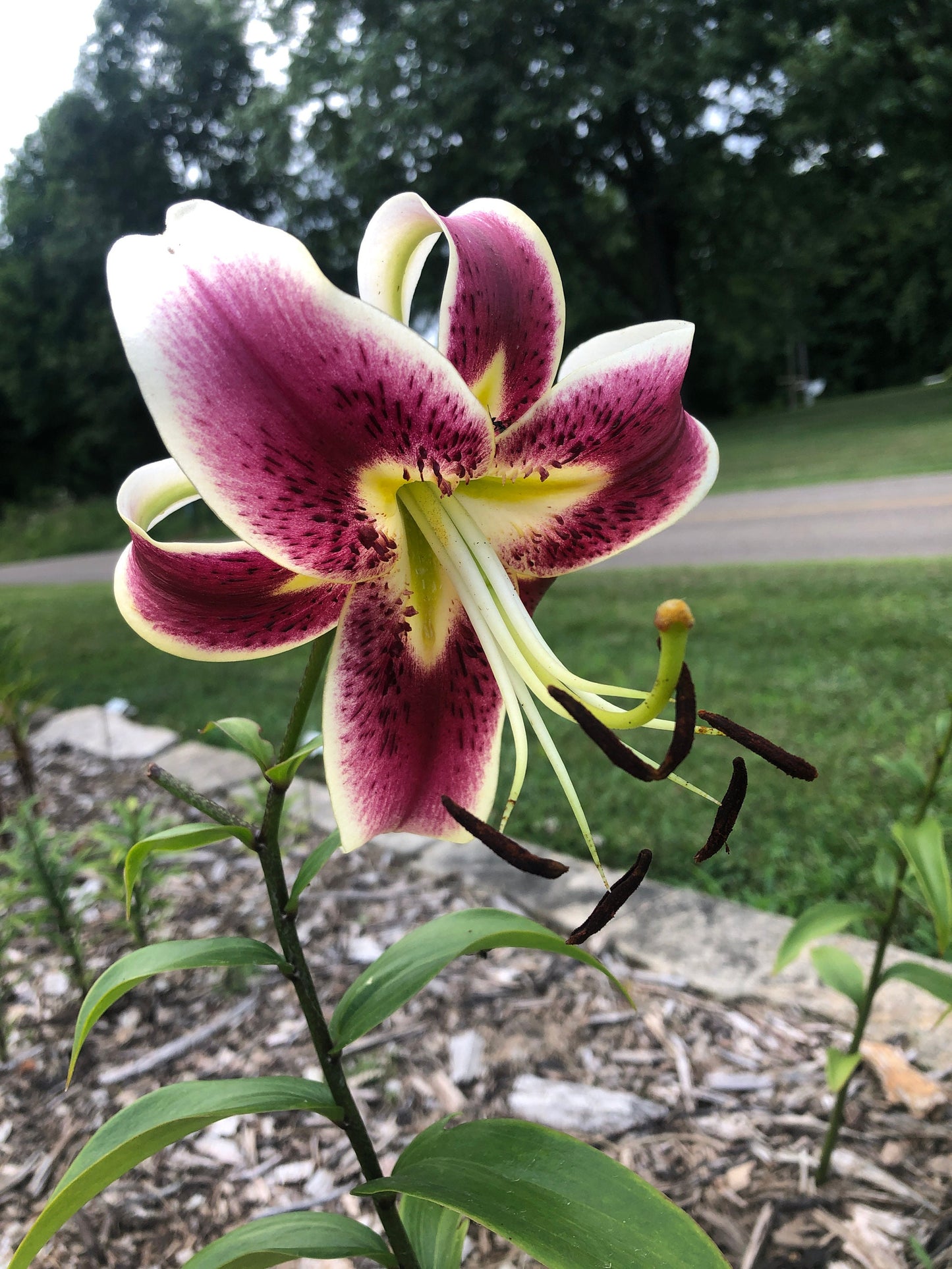 Scheherazade - Orienpet Hybrid lilium- one huge bulb