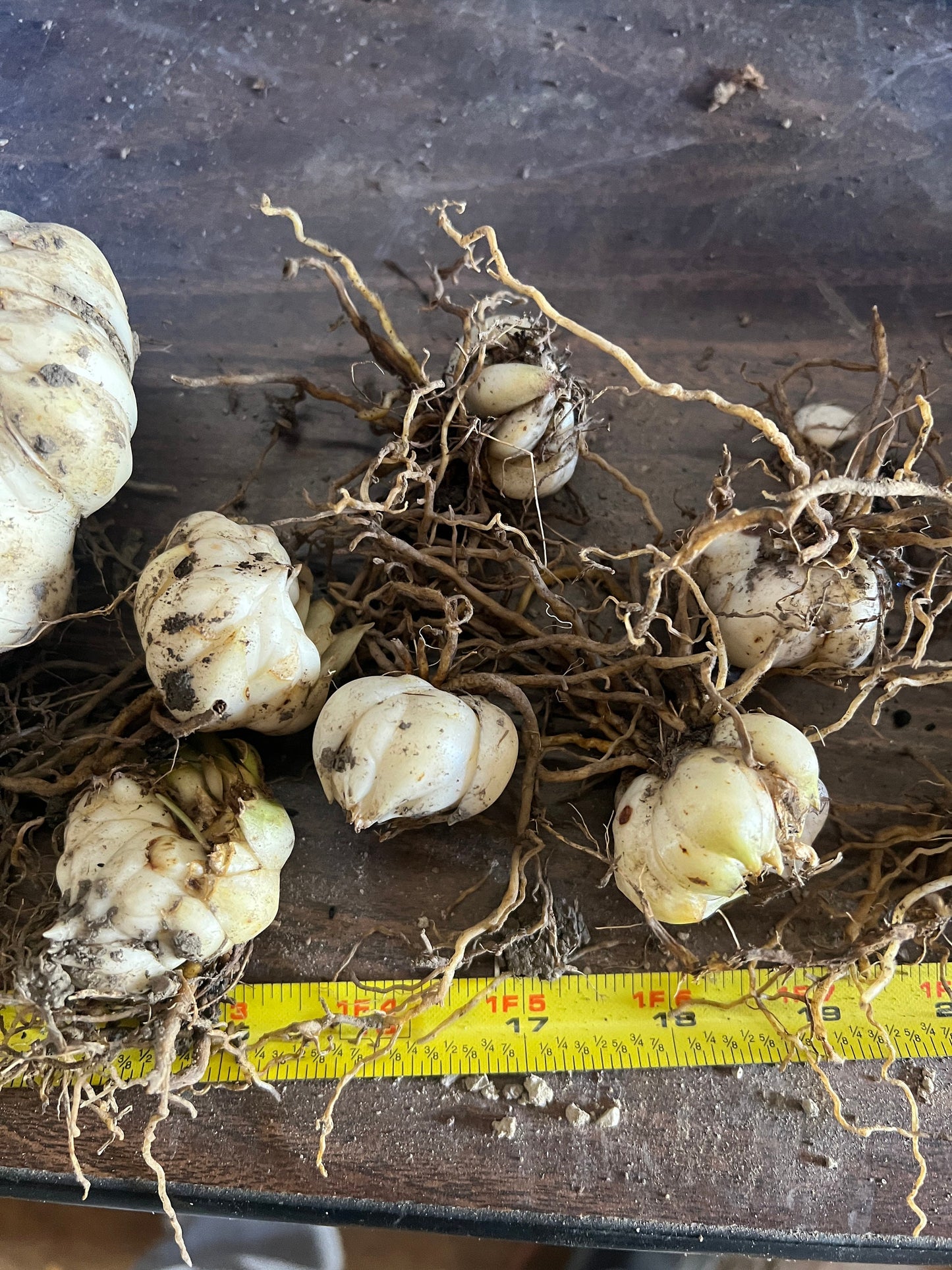 Lilium 'Trogon' 3 sm/med size bulbs