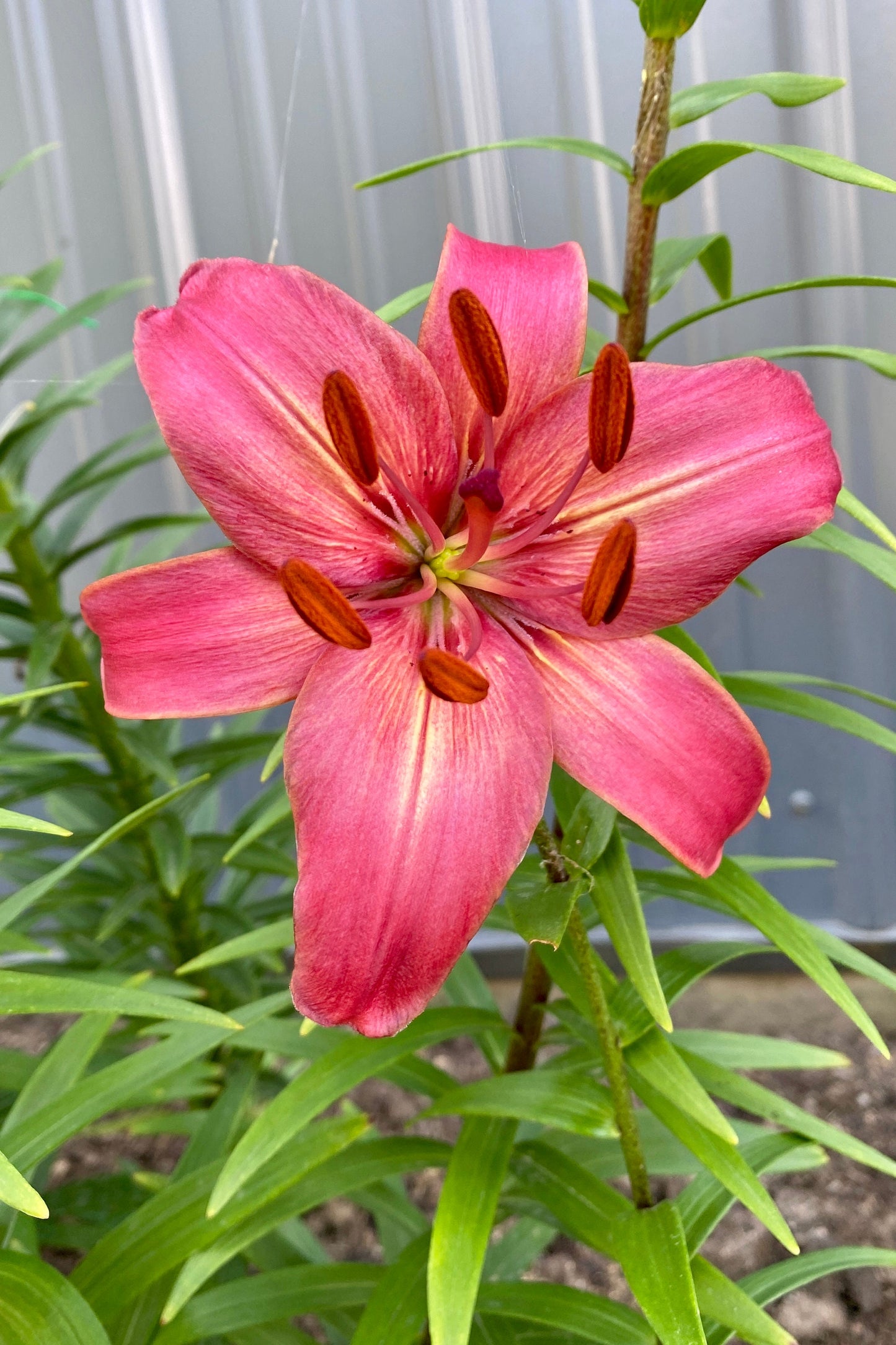 Lilium 'Pink Flight' 5 large/sm and med size bulbs