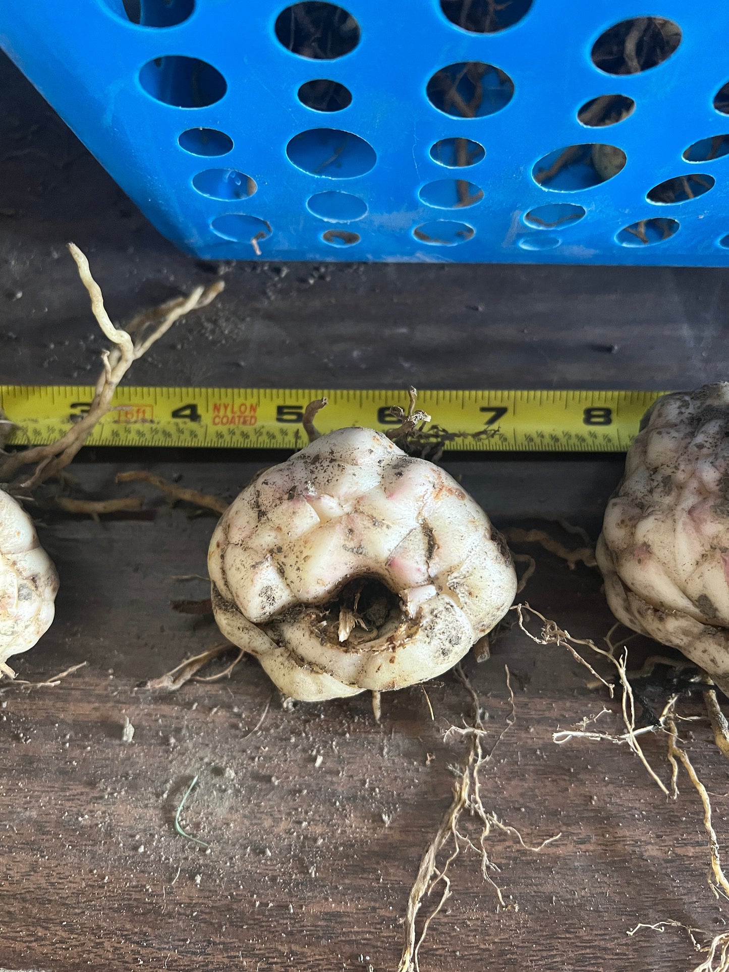 Lilium 'Pink Flight' 5 large/sm and med size bulbs