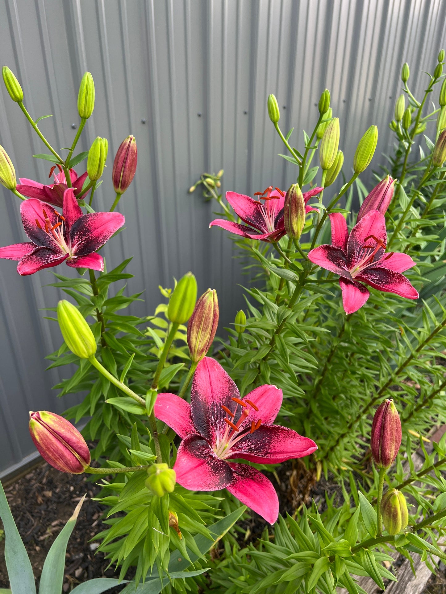 Lilium 'Purple Eye' - 3 bulbs