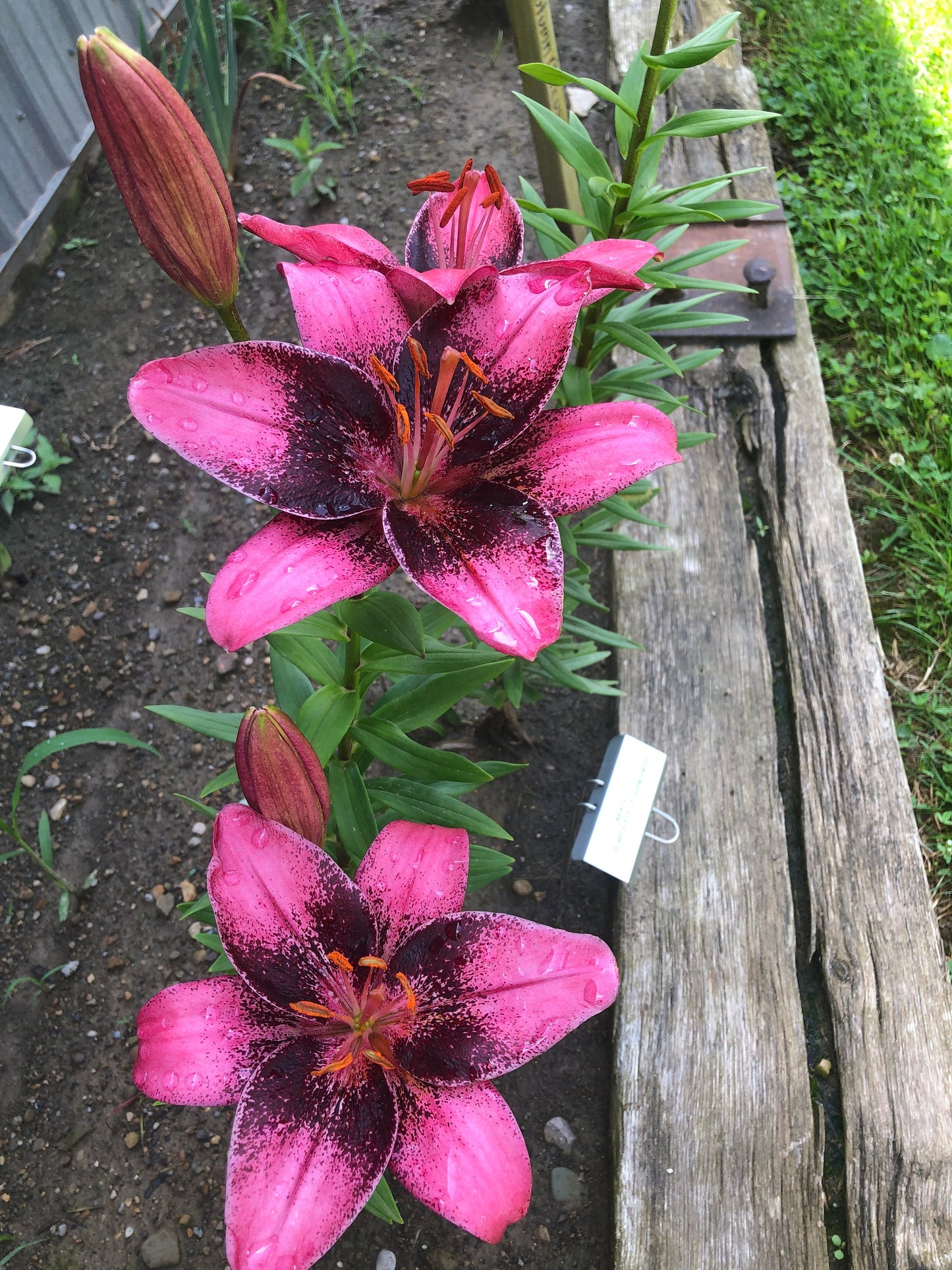 Lilium 'Purple Eye' - 3 bulbs