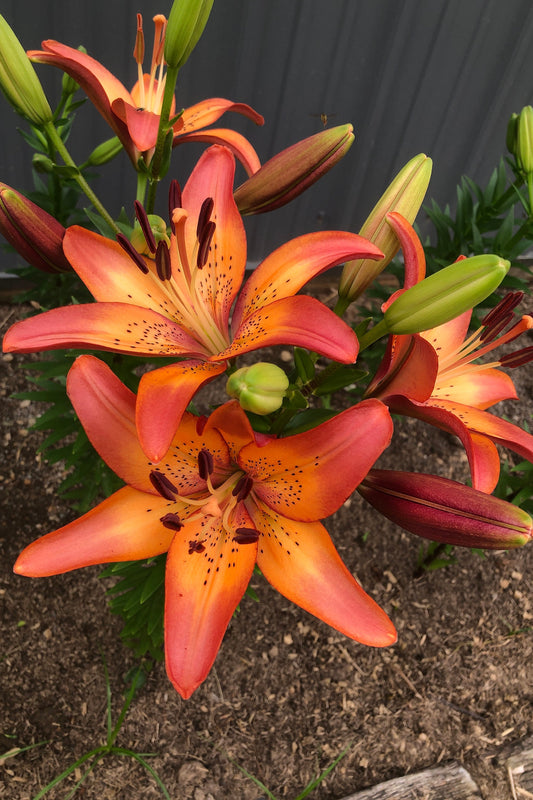 Lilium 'Royal Sunset' 3 large/Medium bulbs - Easter x Asiatic Lily