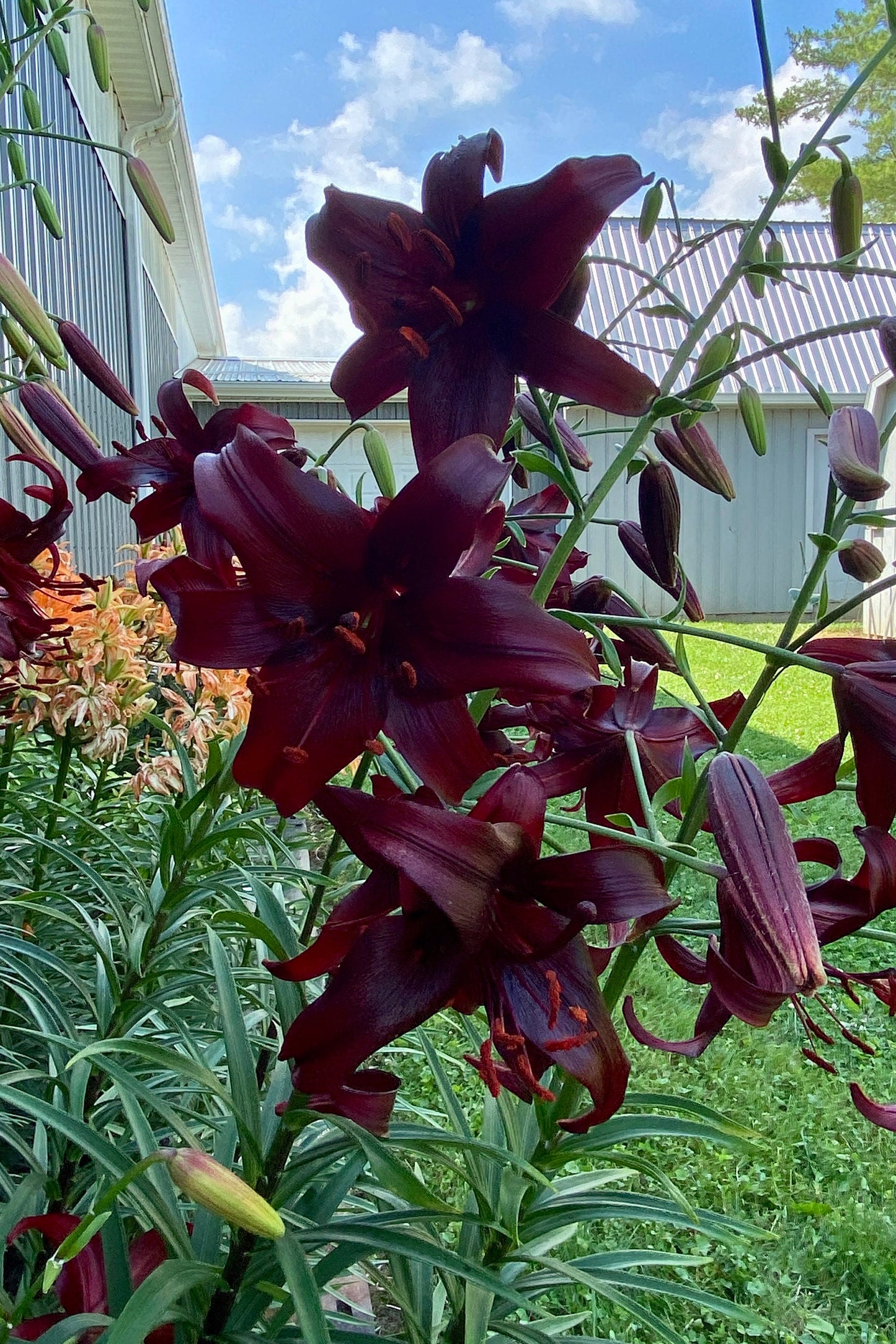 Lilium 'Night Flyer' - Asiatic Hybrid Lily - 3 bulbs