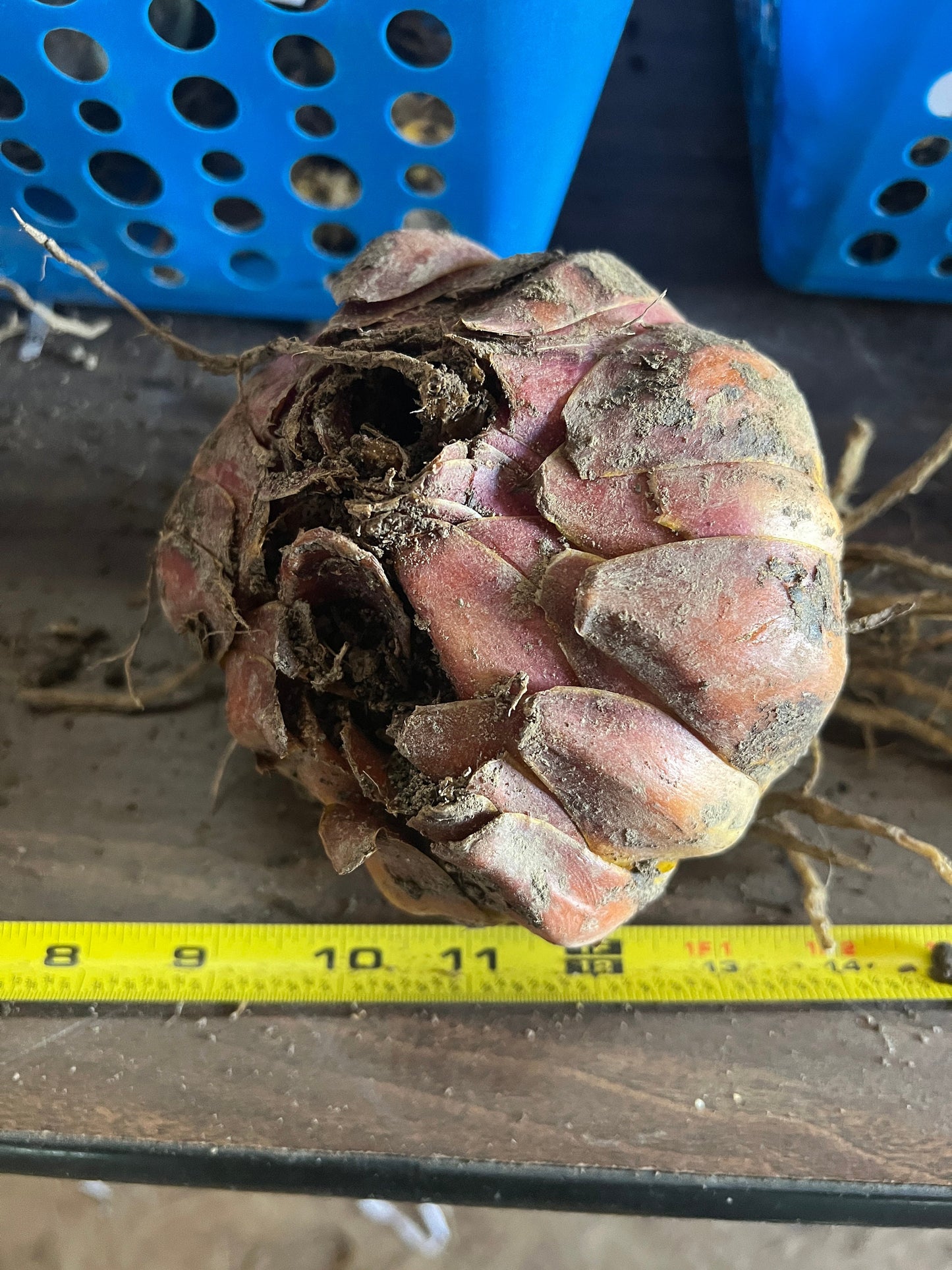 Scheherazade - Orienpet Hybrid lilium- one huge bulb