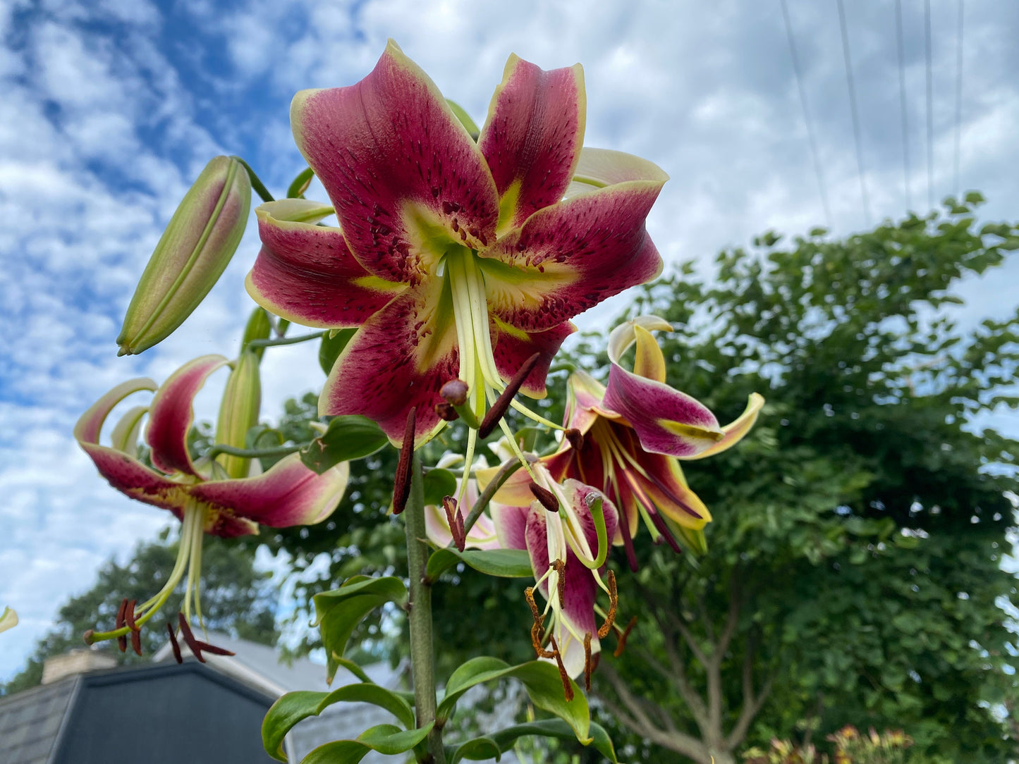 Scheherazade - Orienpet Hybrid Lily - 3 bulbs