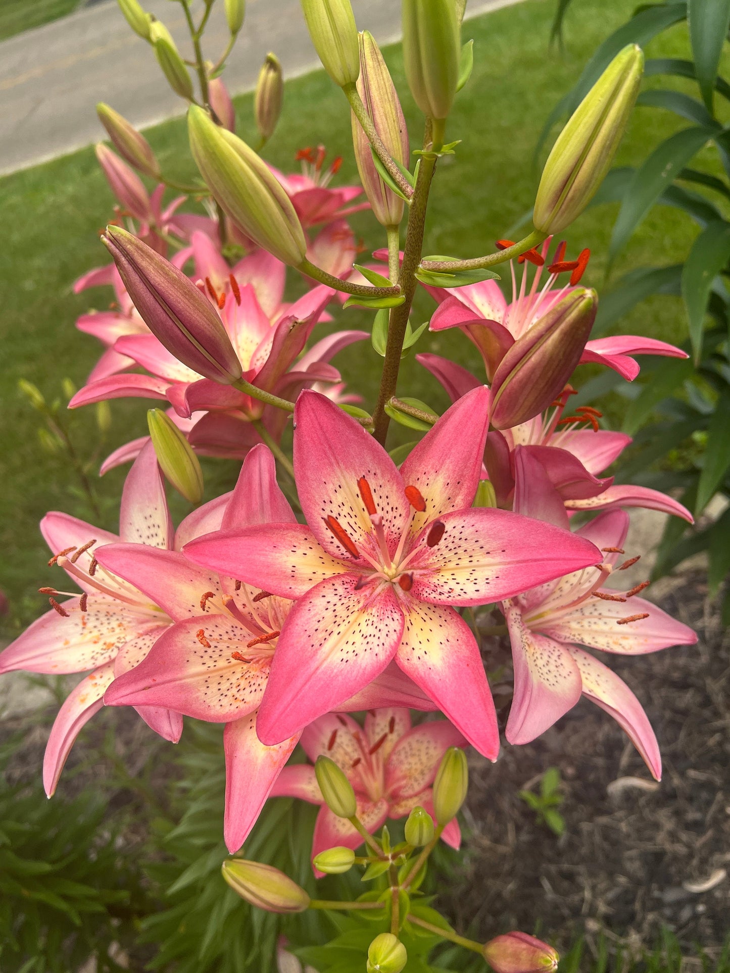 Lilium 'Trogon' 3 sm/med size bulbs
