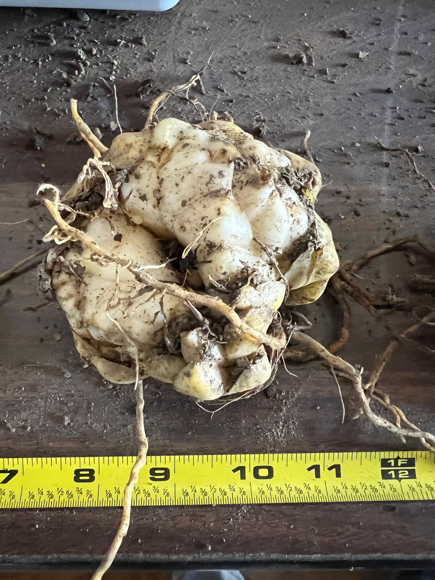 Lilium 'Courier' - LA Hybrid - one large bulb