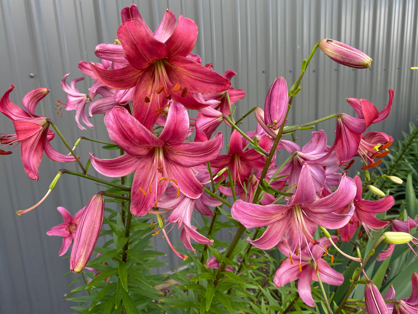 Lilium 'Pink Flight' 5 large/sm and med size bulbs