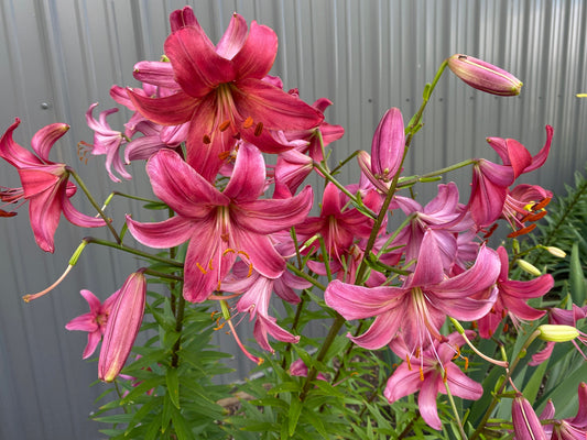 Lilium 'Pink Flight' 5 large/sm and med size bulbs