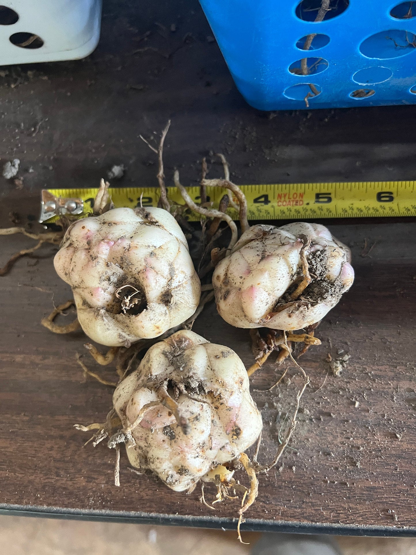 Lilium 'Pink Flight' 5 large/sm and med size bulbs