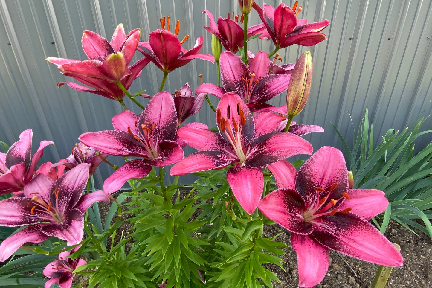 Lilium 'Purple Eye' - 3 bulbs