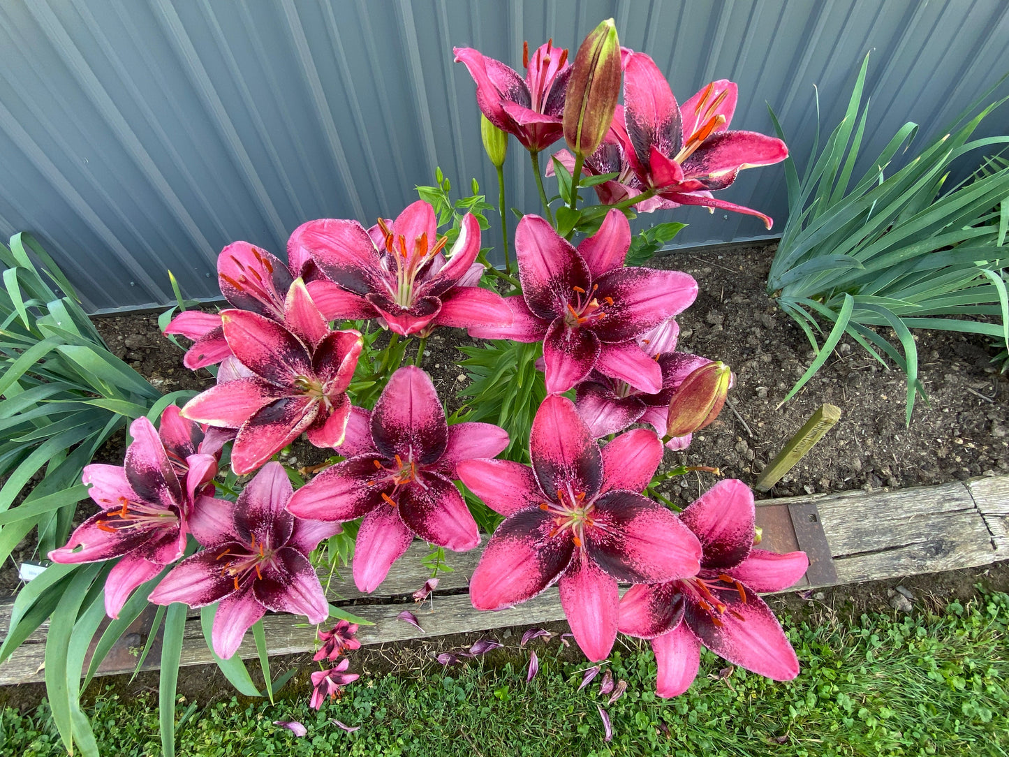 Lilium 'Purple Eye' - 3 bulbs