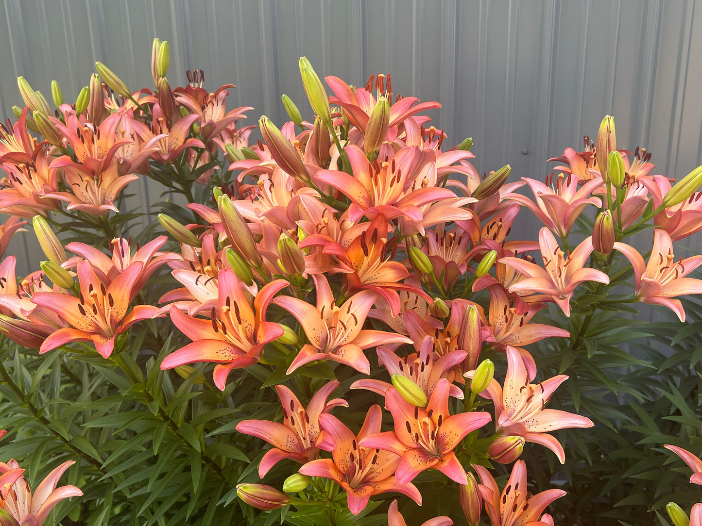Lilium 'Royal Sunset' 3 large/Medium bulbs - Easter x Asiatic Lily