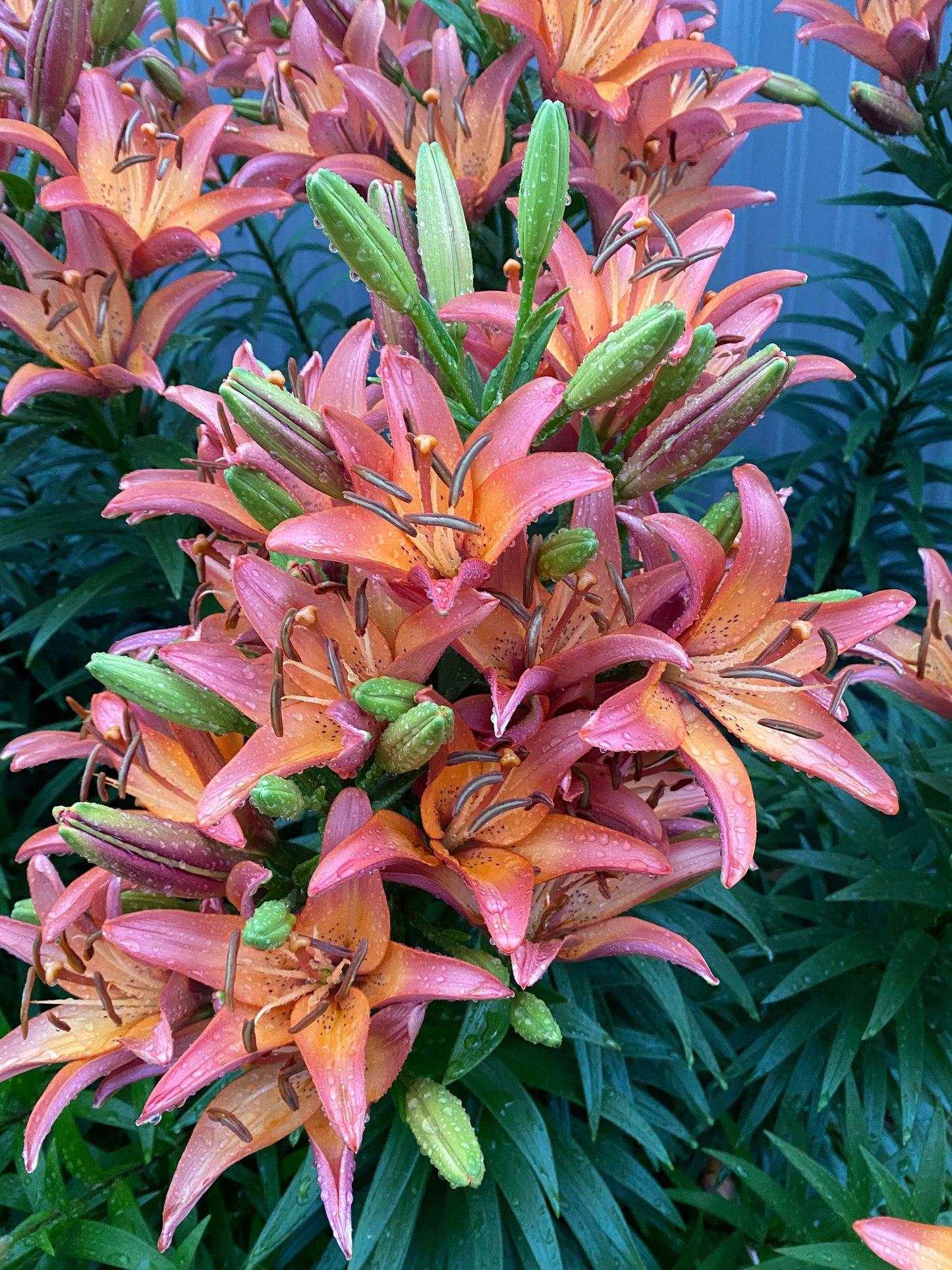 Lilium 'Royal Sunset' 3 large/Medium bulbs - Easter x Asiatic Lily