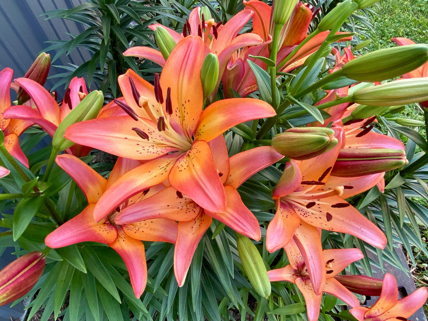 Lilium 'Royal Sunset' 3 large/Medium bulbs - Easter x Asiatic Lily