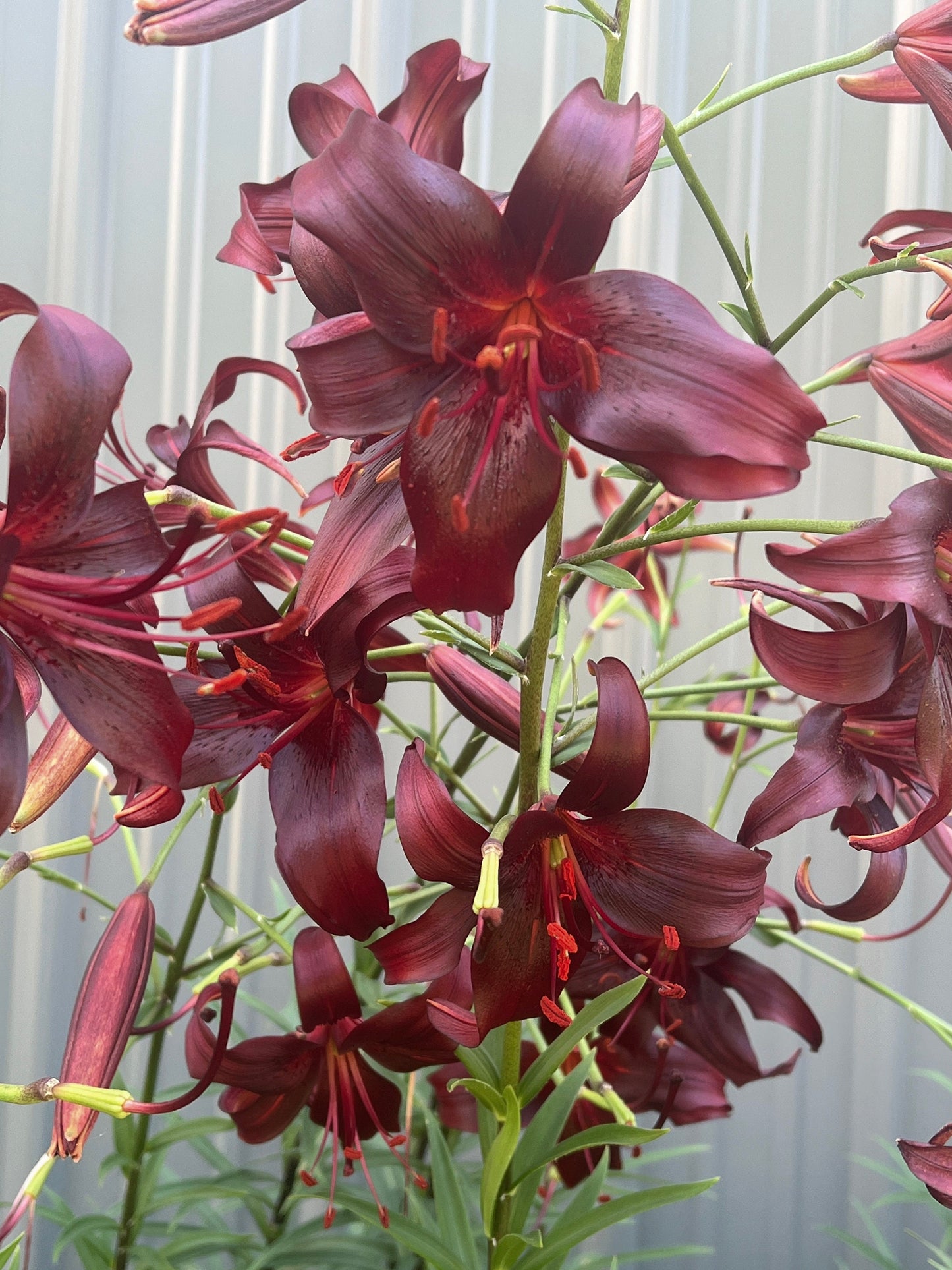 Lilium 'Night Flyer' - Asiatic Hybrid Lily - 3 bulbs