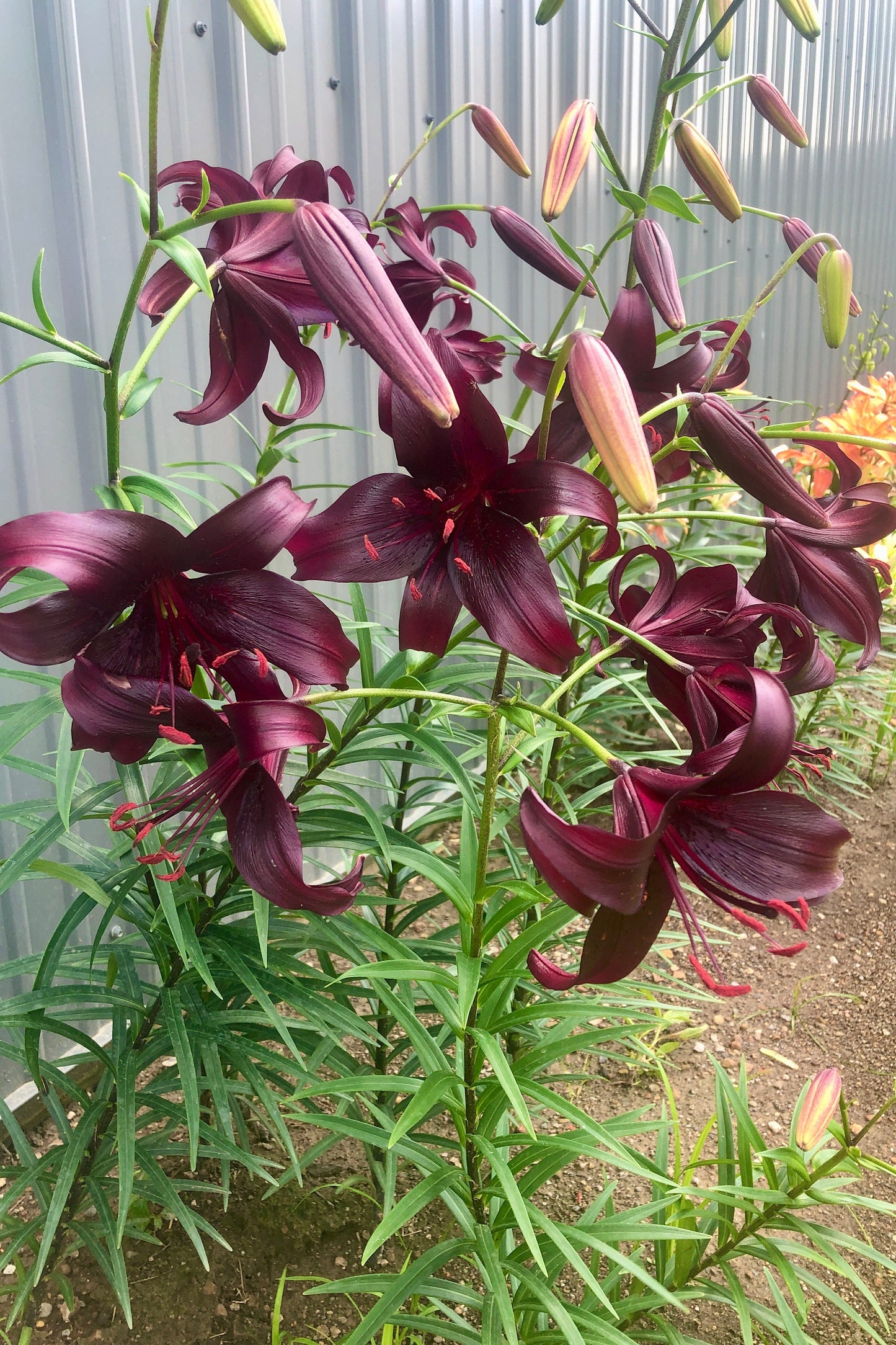 Lilium 'Night Flyer' - Asiatic Hybrid Lily - 3 bulbs