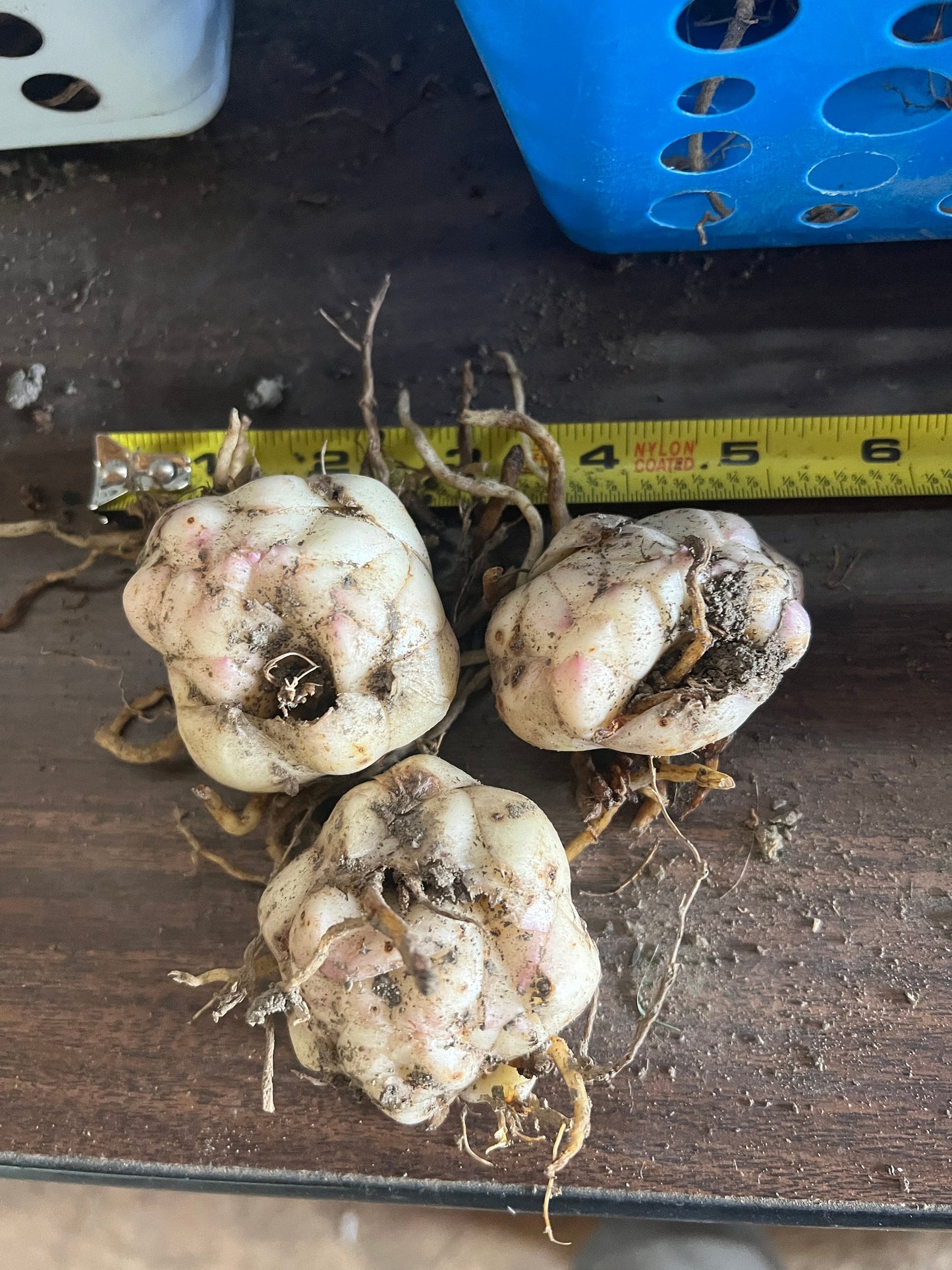 Lilium 'Must See' - Double Asiatic Lily - 3 bulbs - NO POLLEN