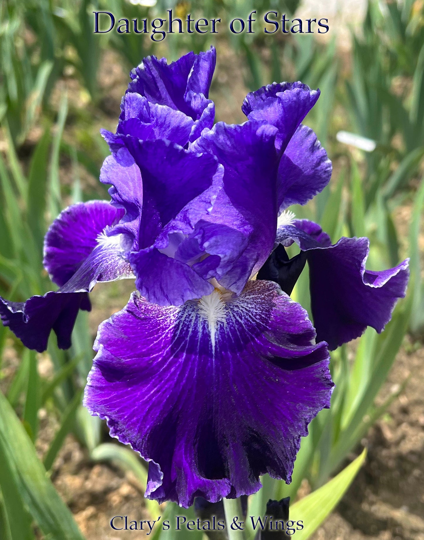 DAUGHTER OF STARS - 2001 - TB - Reblooming & Fragrant