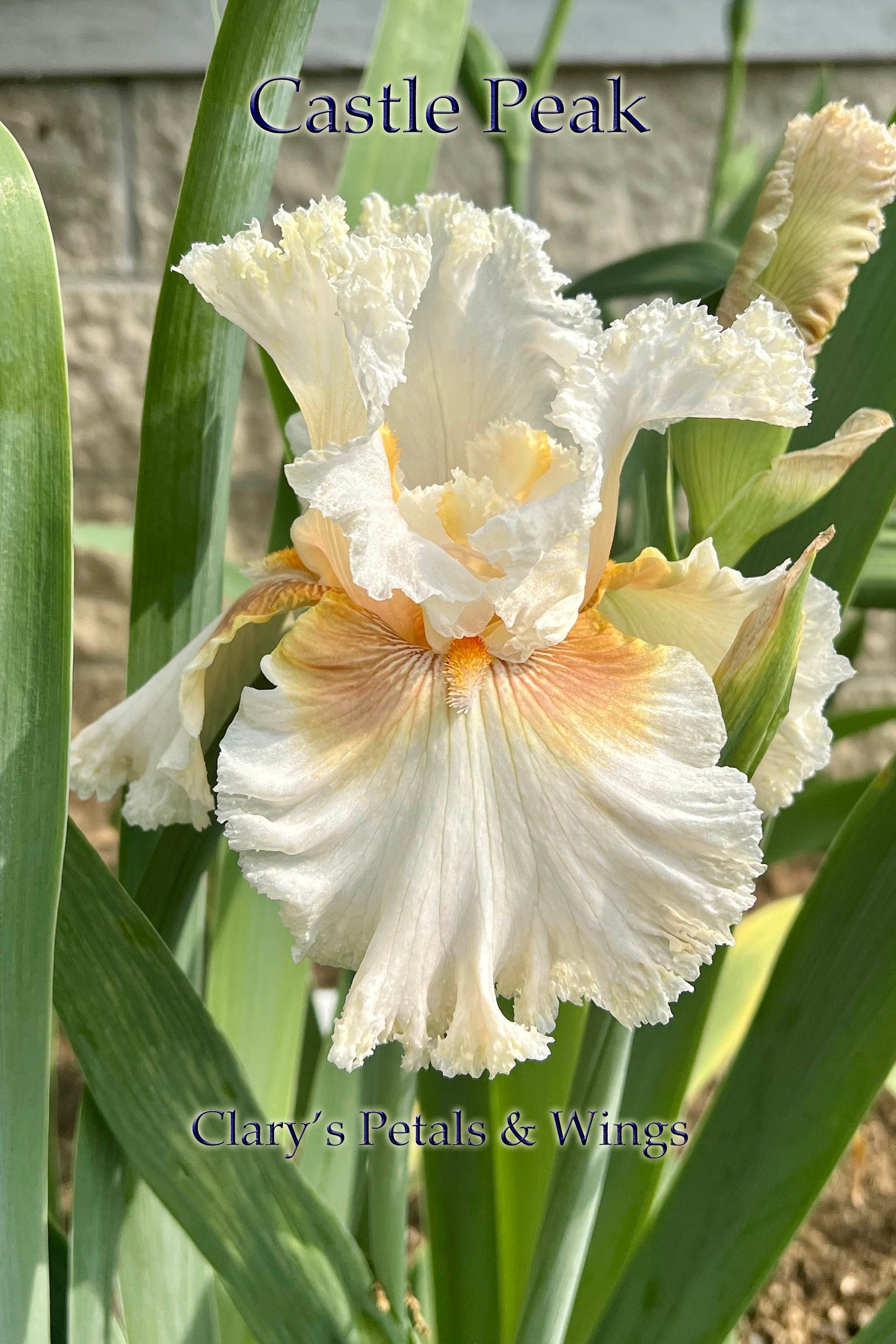 CASTLE PEAK - 2021 - TB - Fragrant