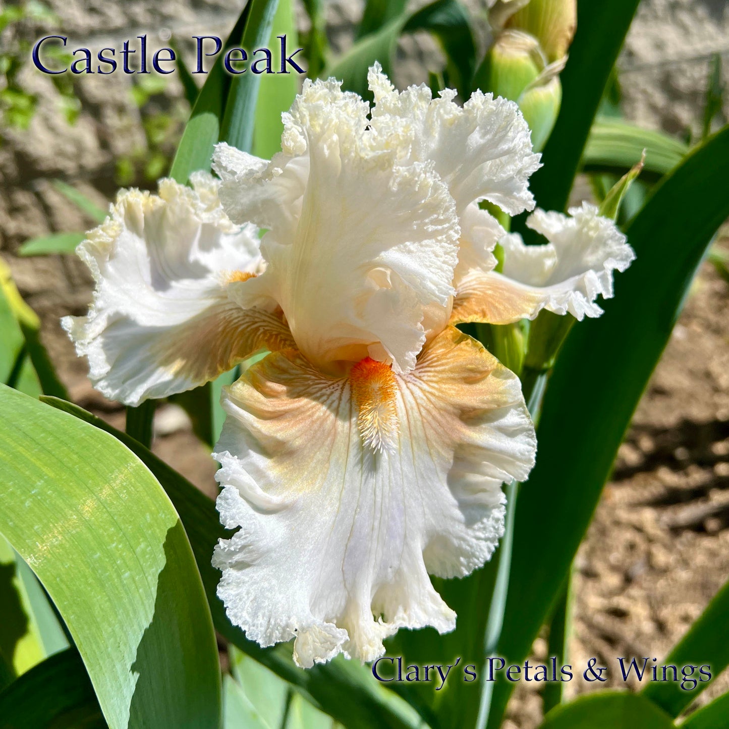 CASTLE PEAK - 2021 - TB - Fragrant