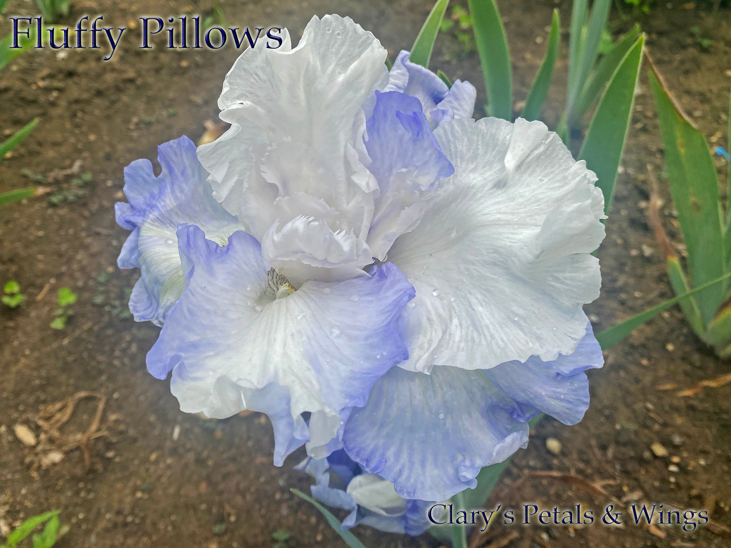 FLUFFY PILLOWS - 2008 - TB