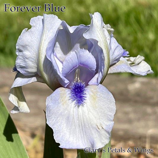 FOREVER BLUE - 1997 - SDB - Reblooming