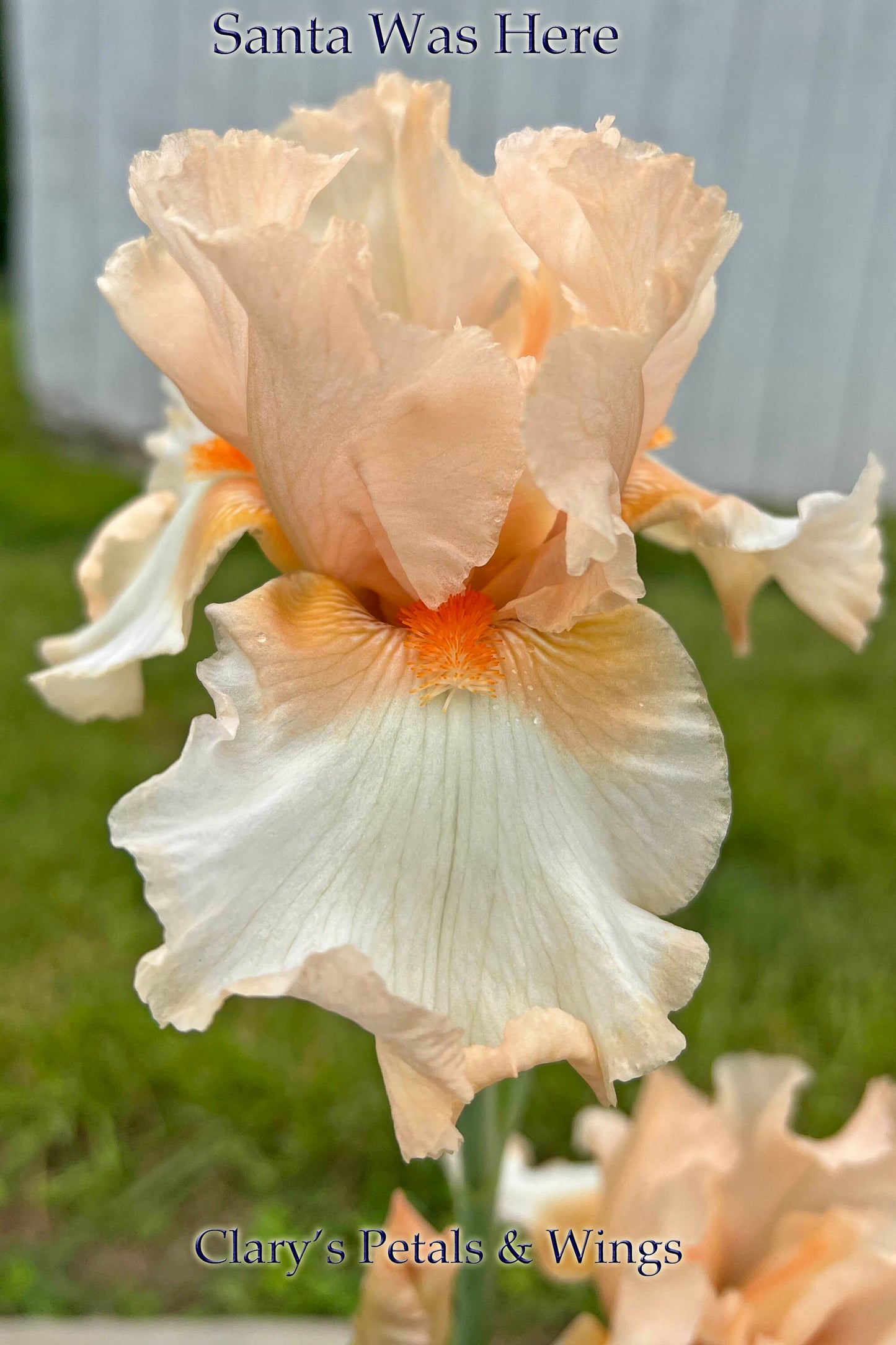 SANTA WAS HERE - 1997 - TB