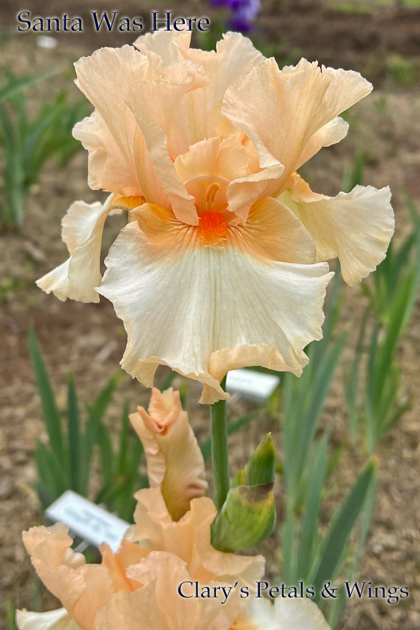 SANTA WAS HERE - 1997 - TB