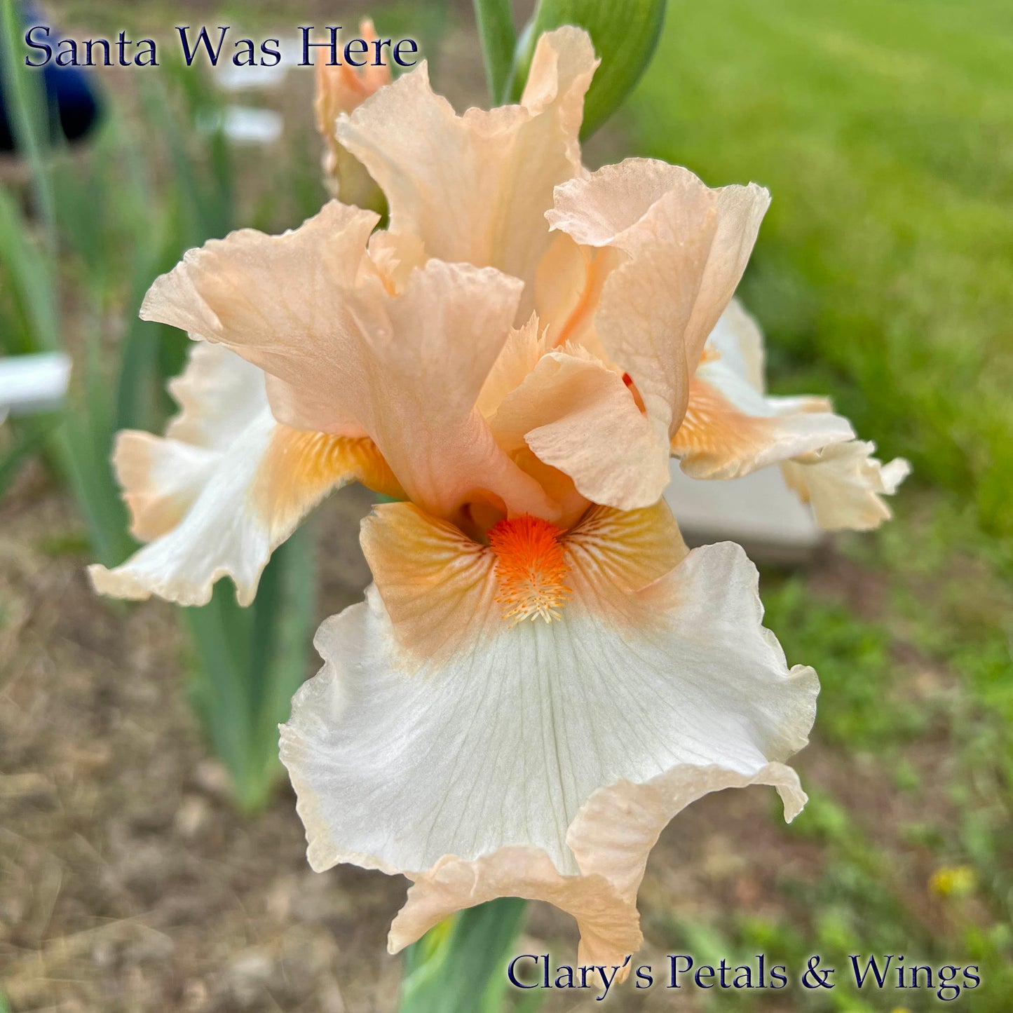 SANTA WAS HERE - 1997 - TB