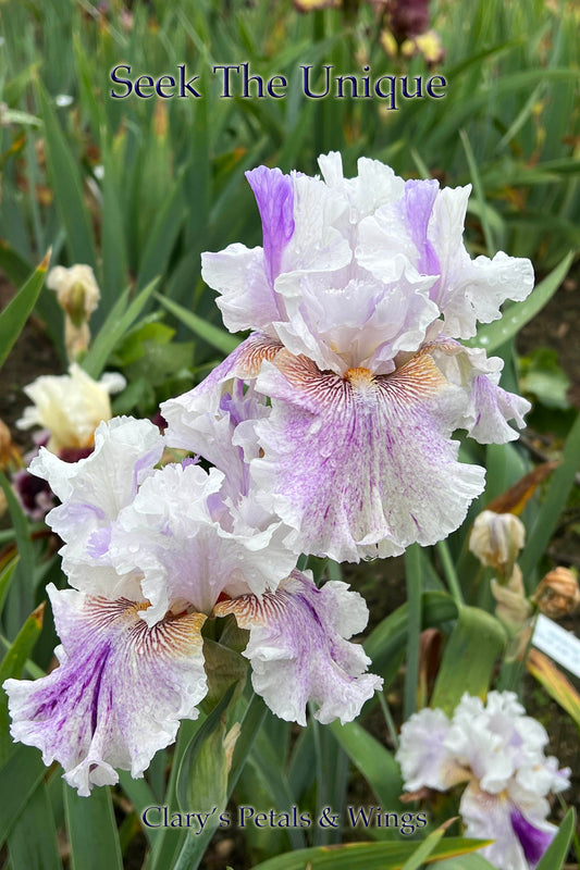 SEEK THE UNIQUE - 2020 - TB - Fragrant