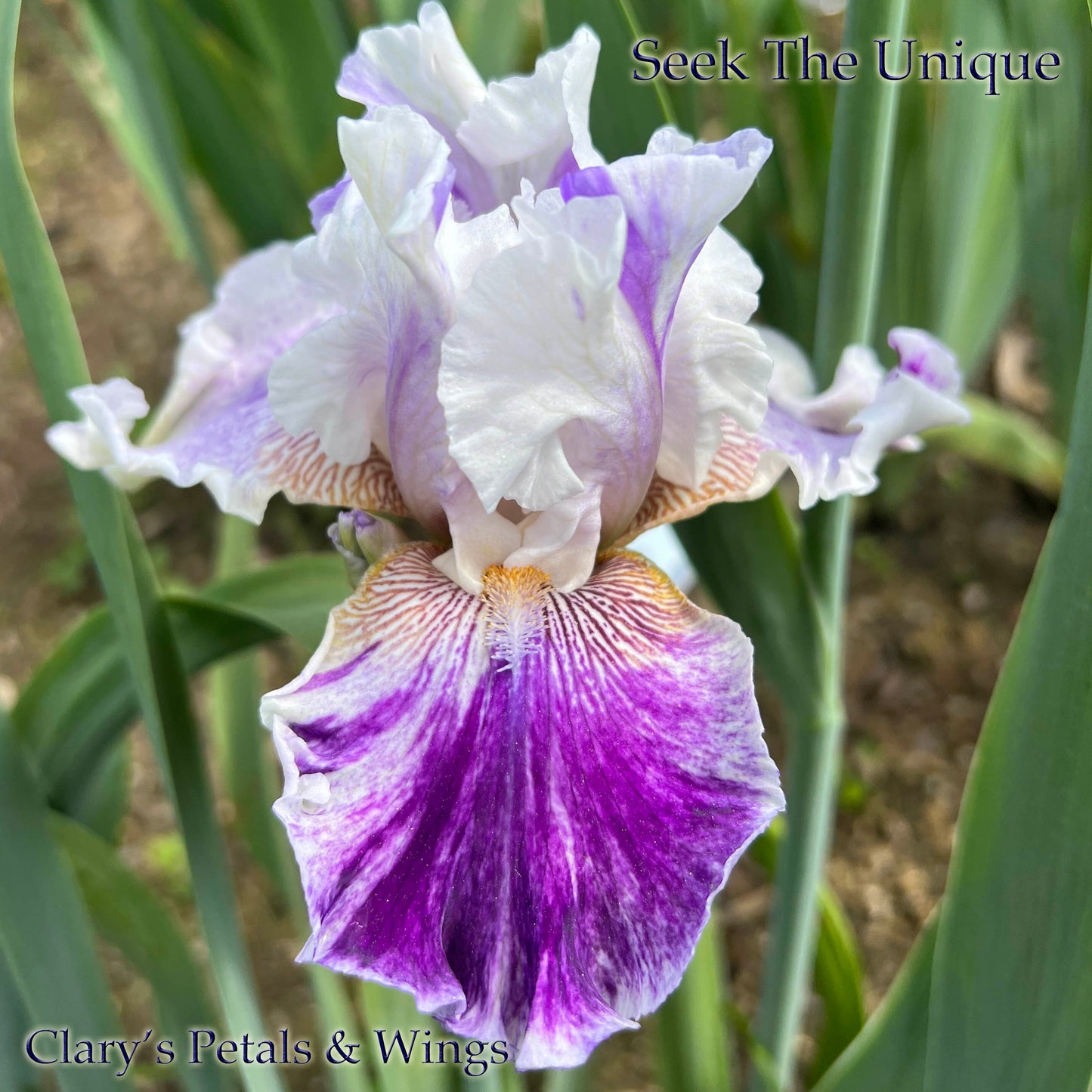 SEEK THE UNIQUE - 2020 - TB - Fragrant