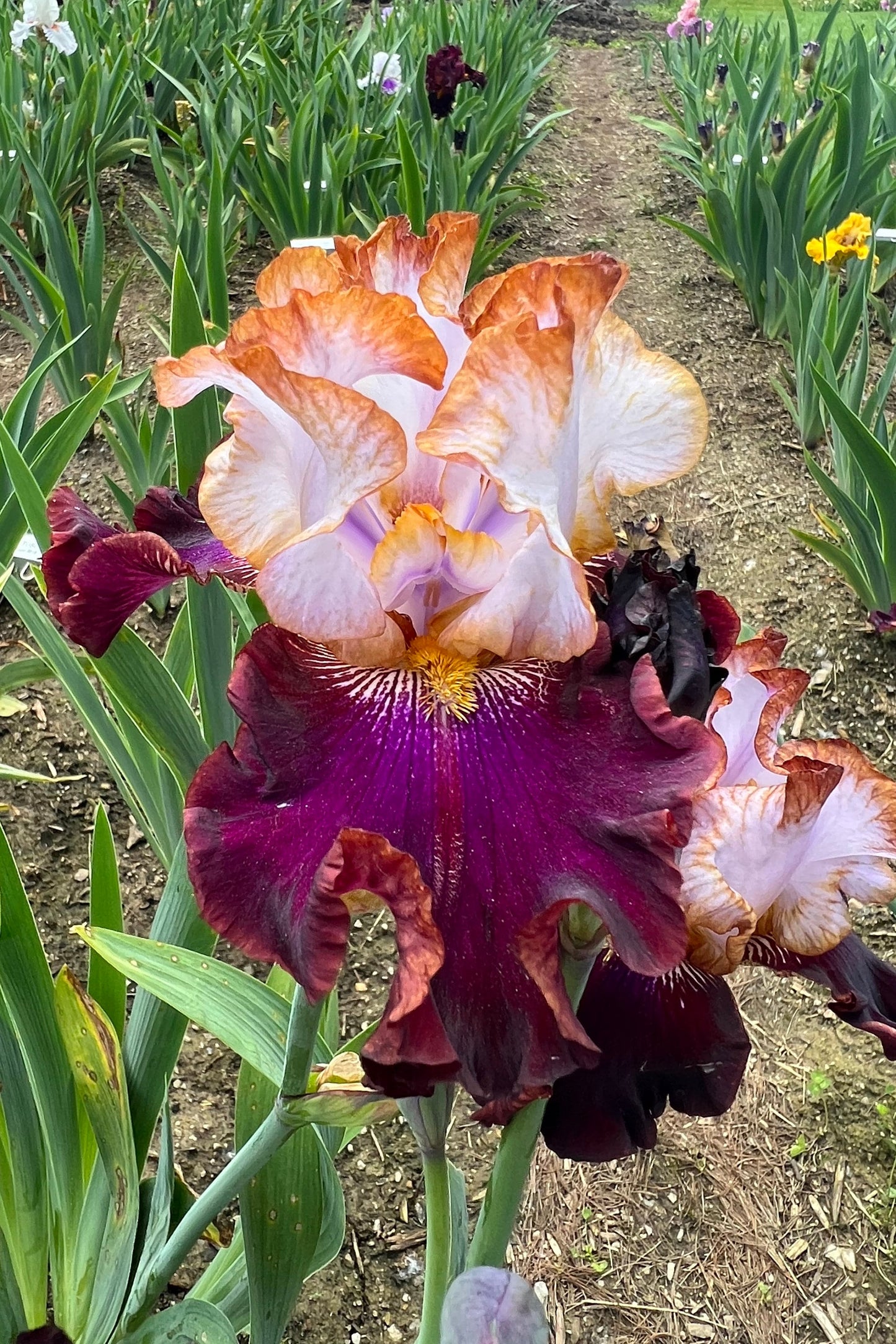 TOP LINE - 2021 - TB - Fragrant