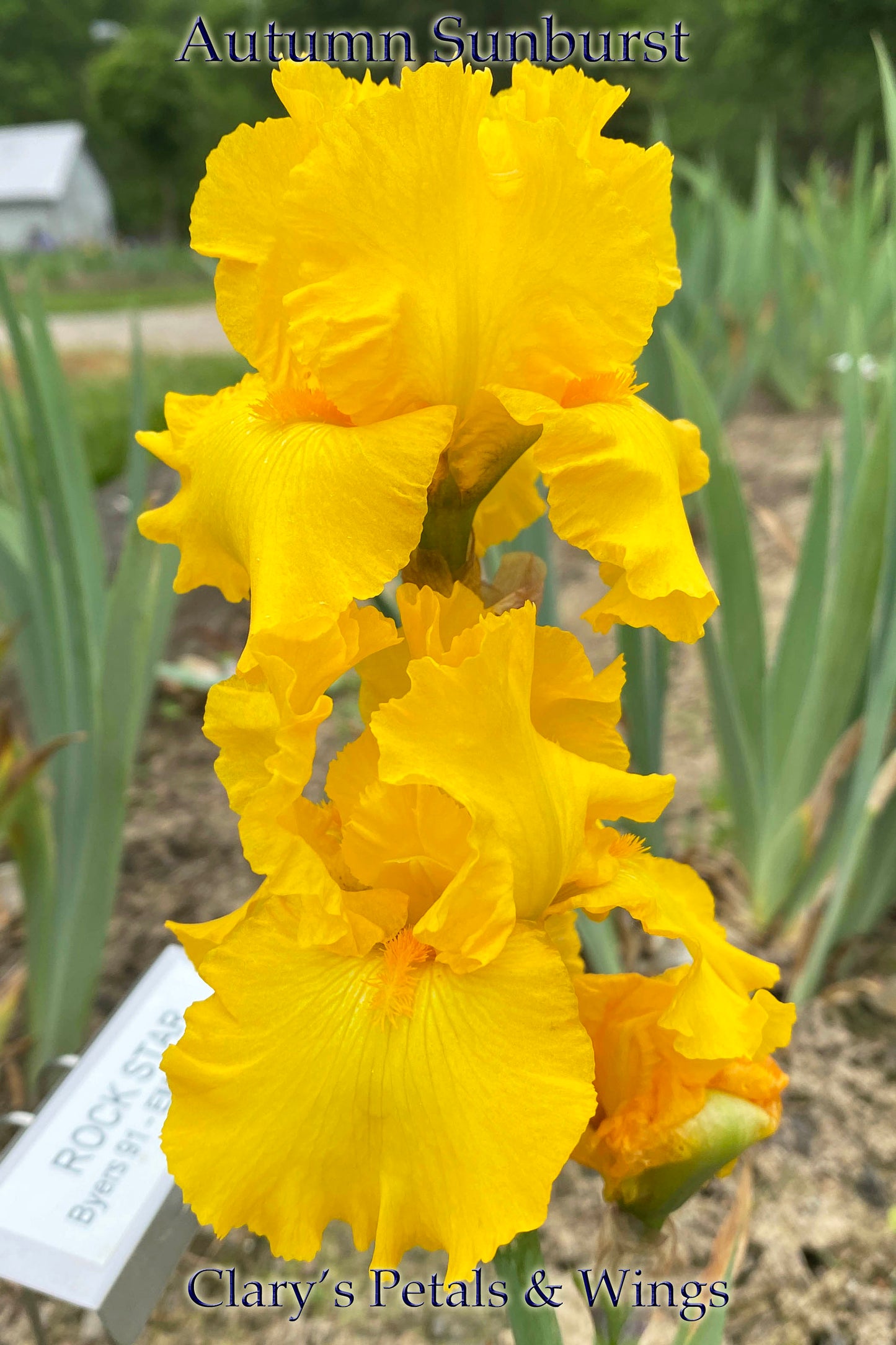 AUTUMN SUNBURST - 2010 - TB - Reblooming