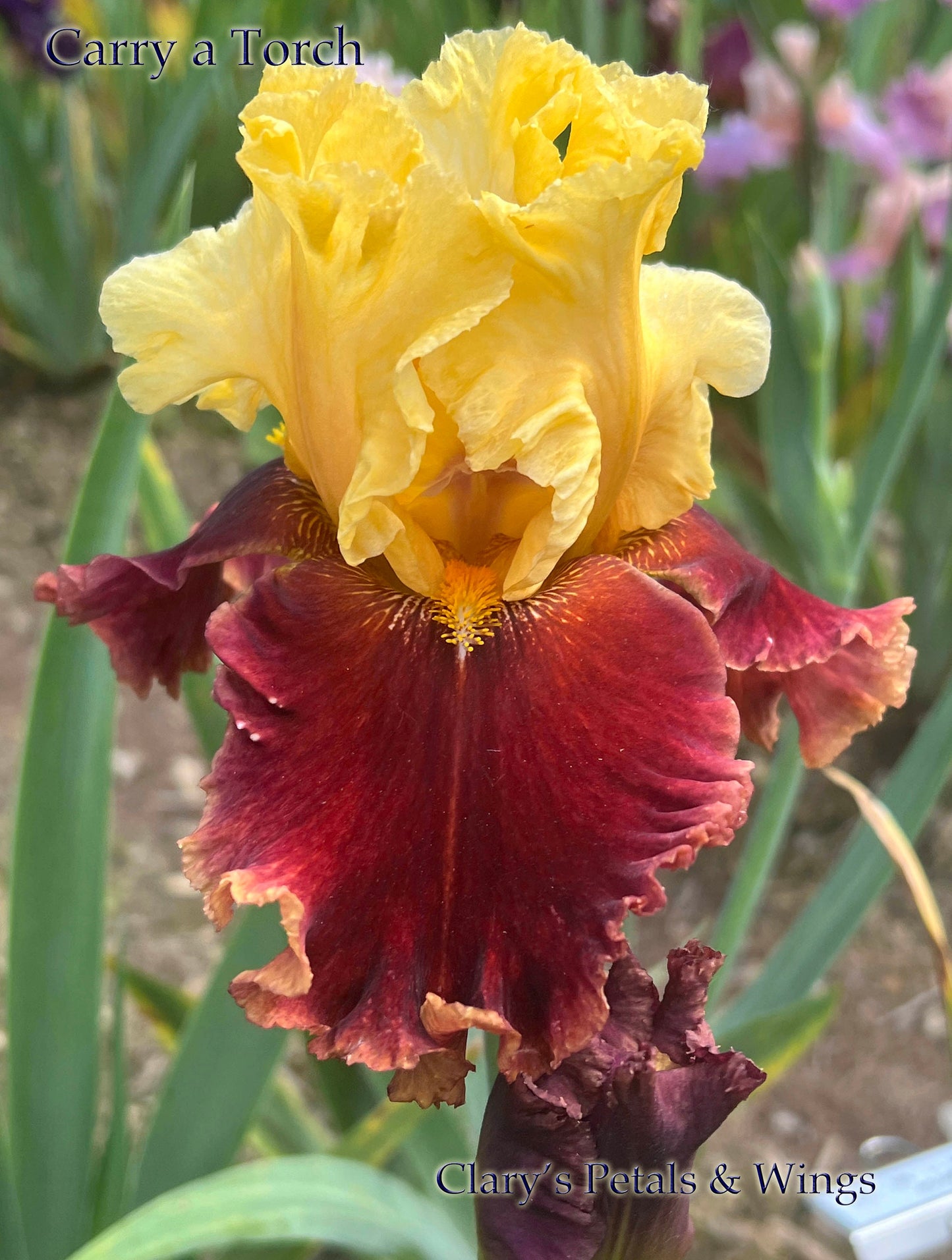 CARRY A TORCH - 2012 - TB - Fragrant